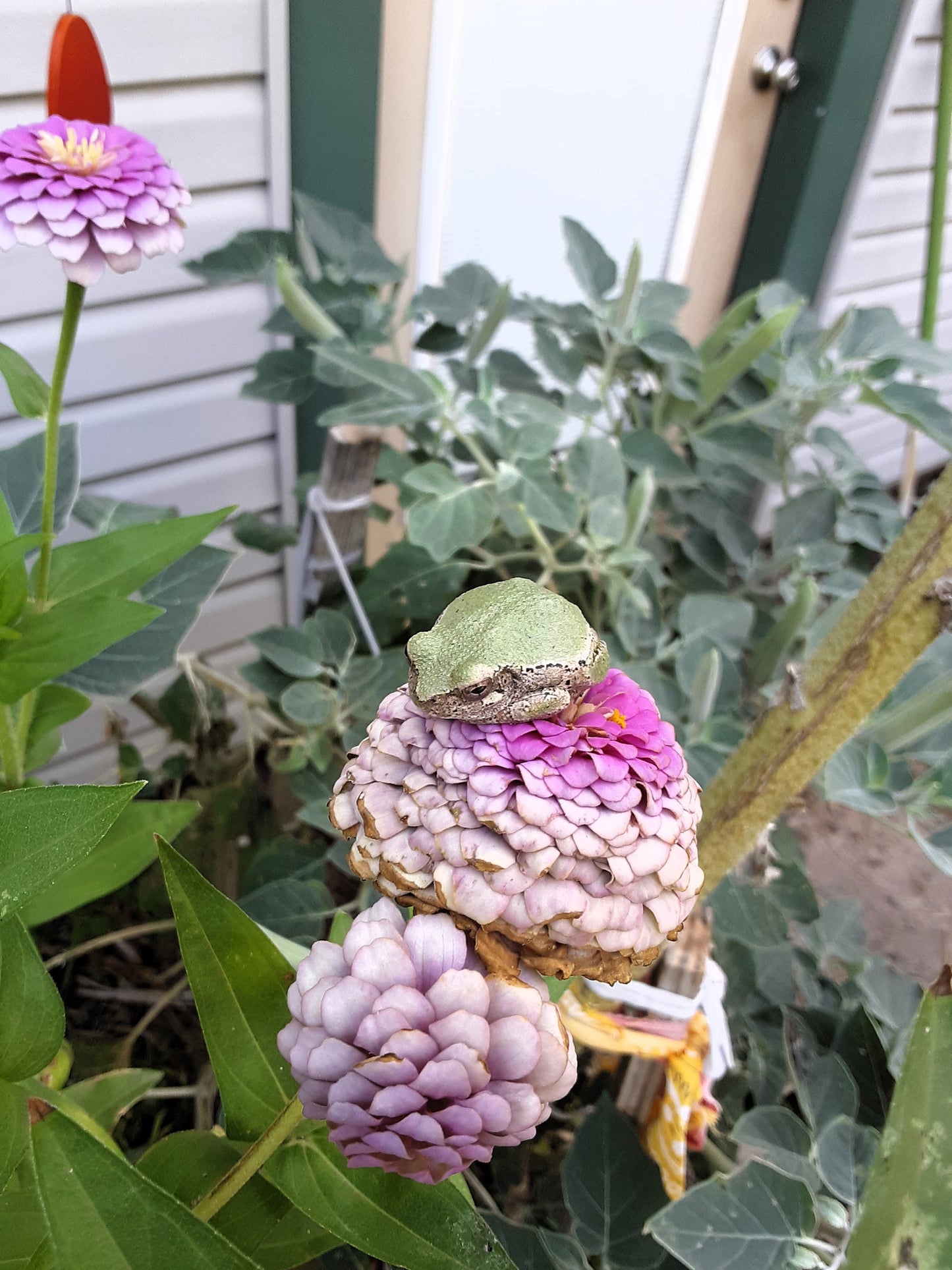 Butterfly Garden Mixed Flower and Herb Seeds