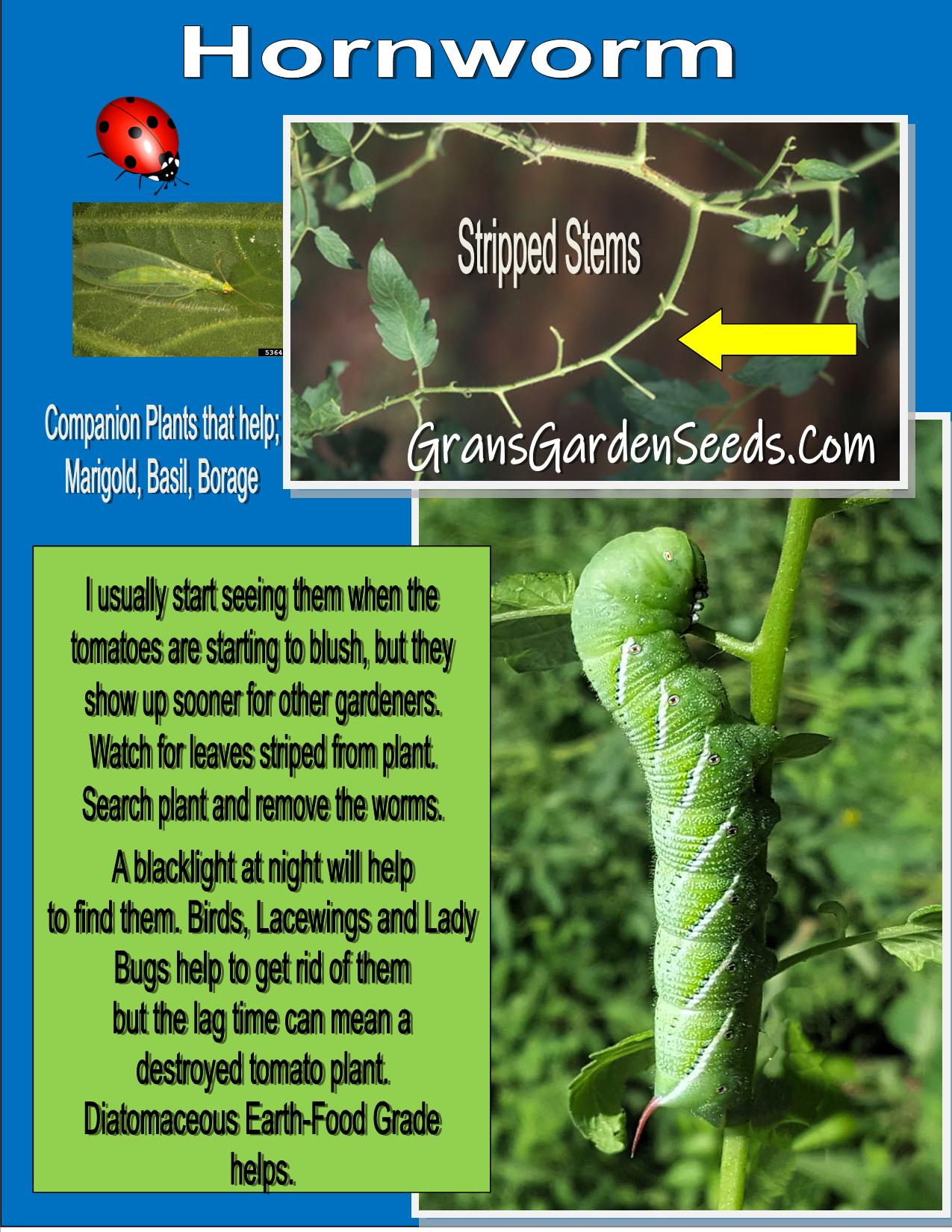 Tomato Seeds, Isis Candy Cherry Tomato