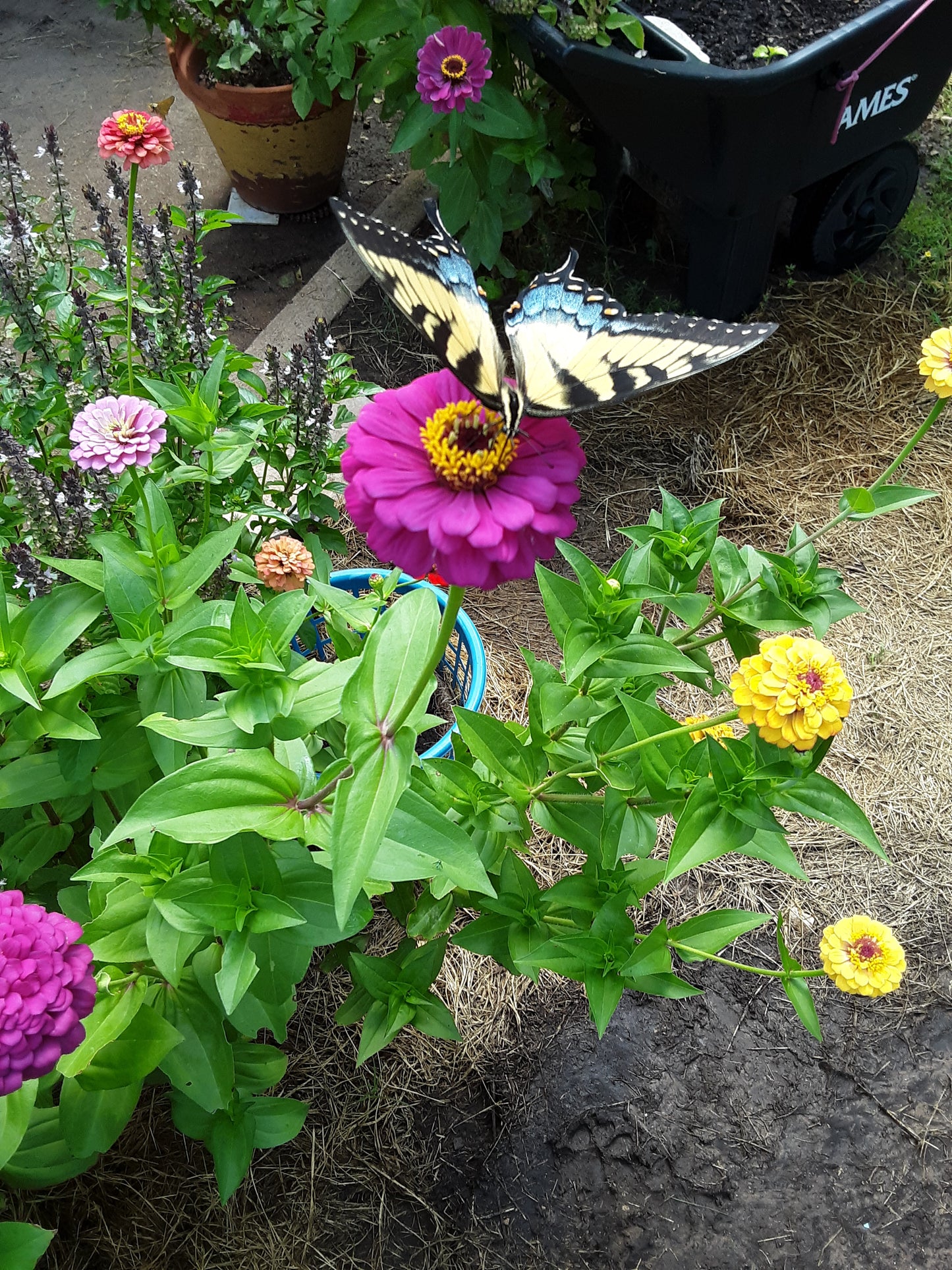 Pollinator's Garden Mixed Seeds