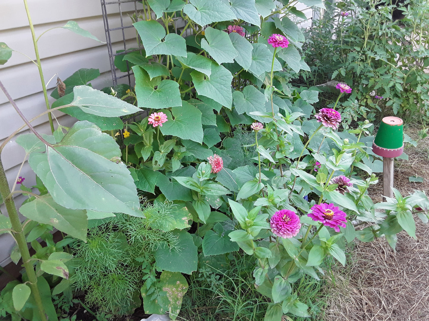 Cucumber Seeds, Heirloom Straight Eight
