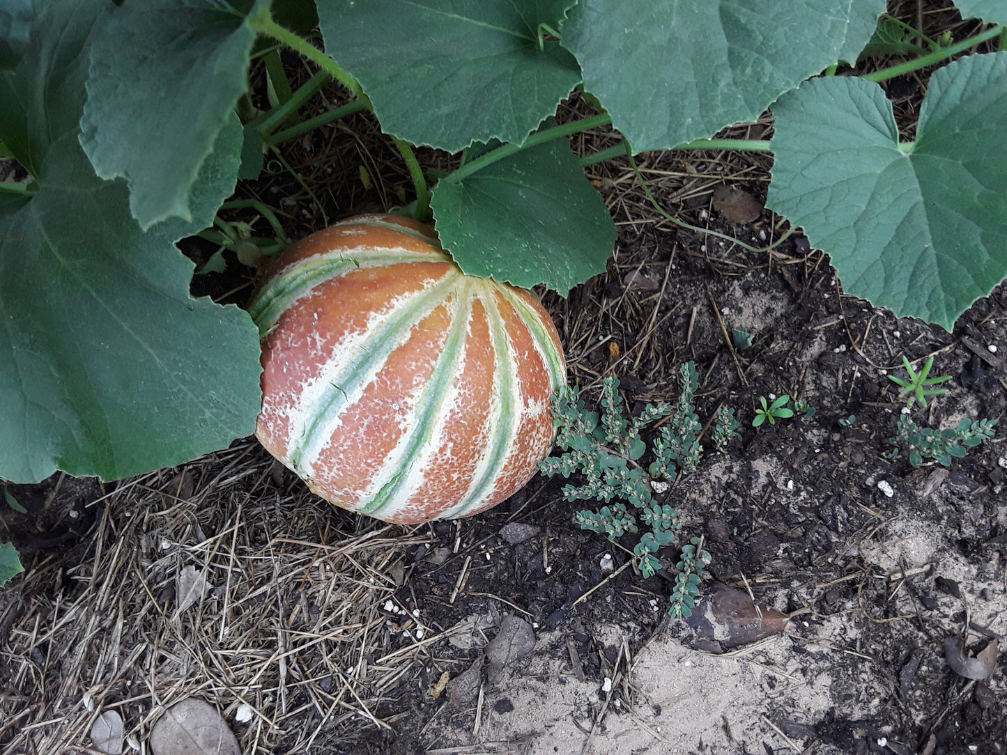 Melon, Kajari Melon Seeds