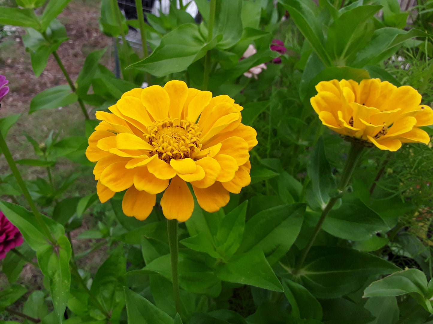 Zinnia Canary Bird Yellow Zinnia Seeds