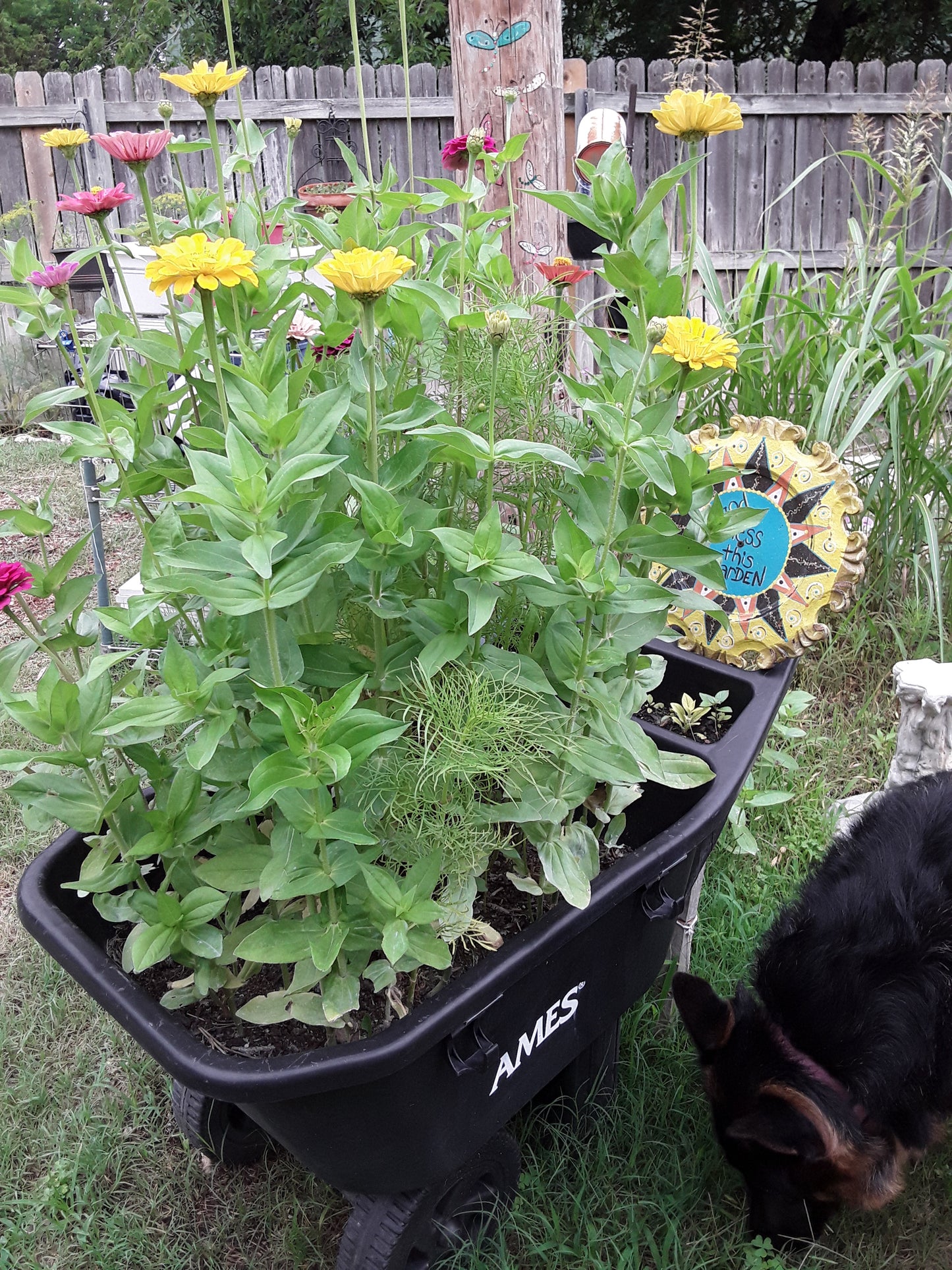 Zinnia Canary Bird Yellow Zinnia Seeds