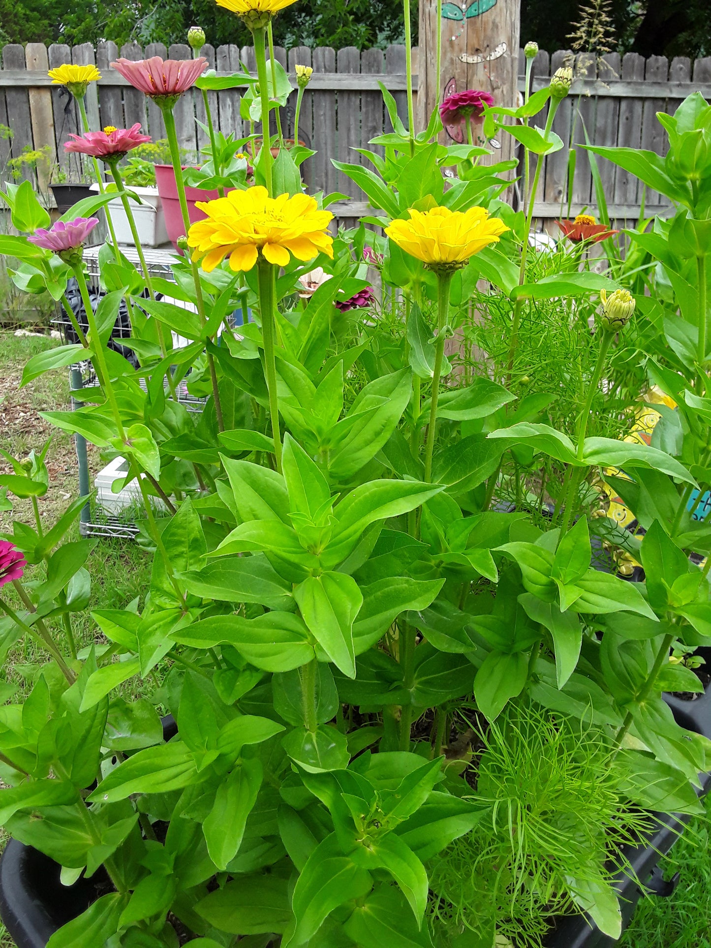 Zinnia Canary Bird Yellow Zinnia Seeds