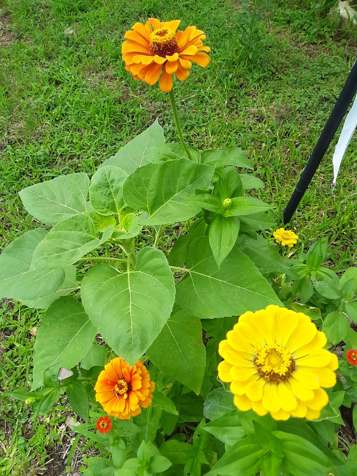 Zinnia Orange King Zinnia Seeds