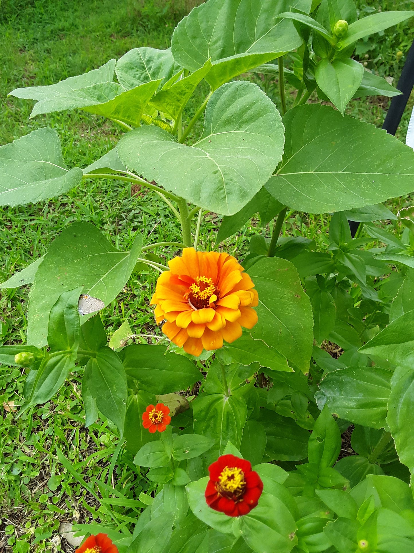 Zinnia Orange King Zinnia Seeds