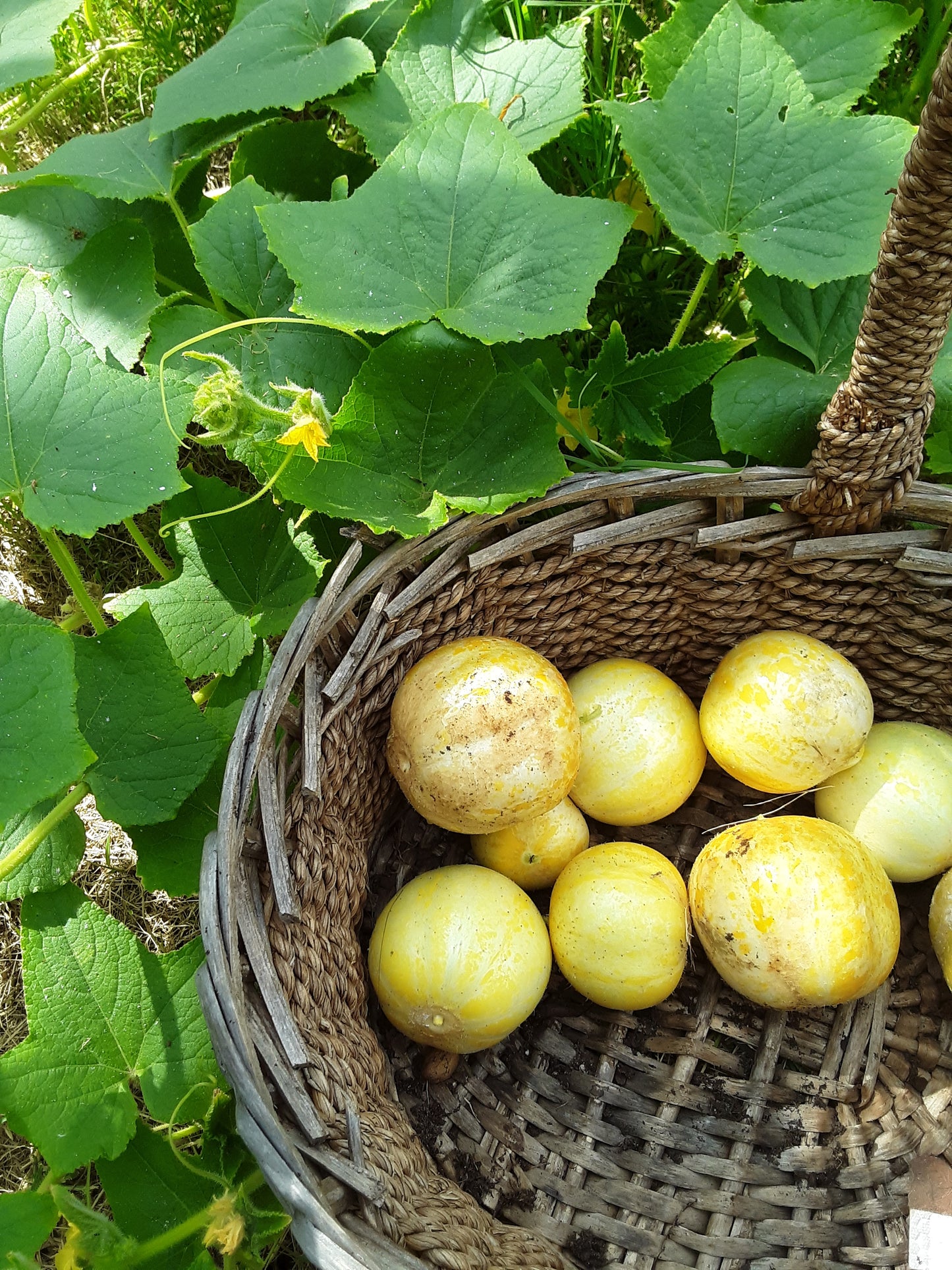 Cucumber, Heirloom Lemon Cucumber Seeds