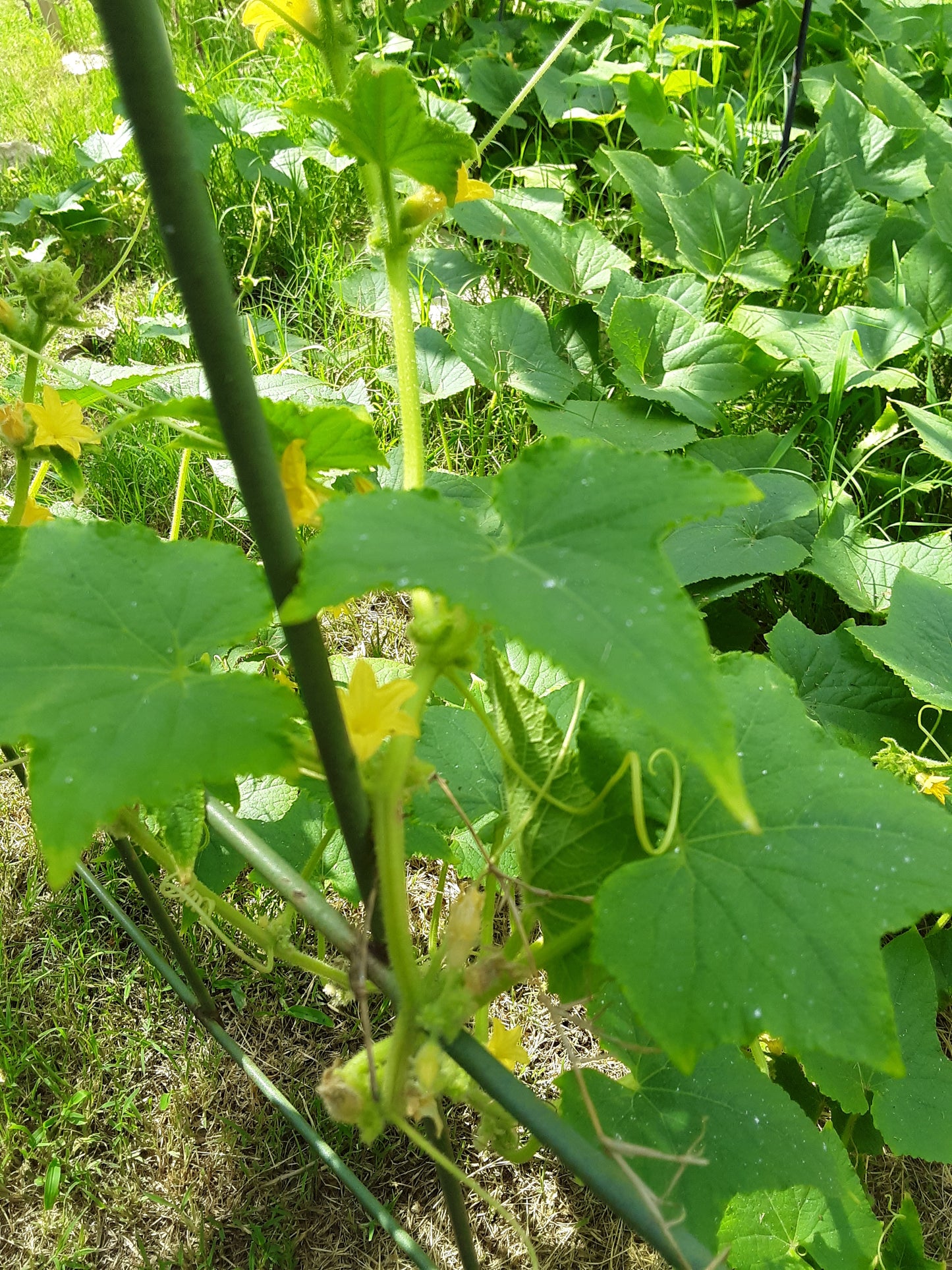 Cucumber, Heirloom Lemon Cucumber Seeds