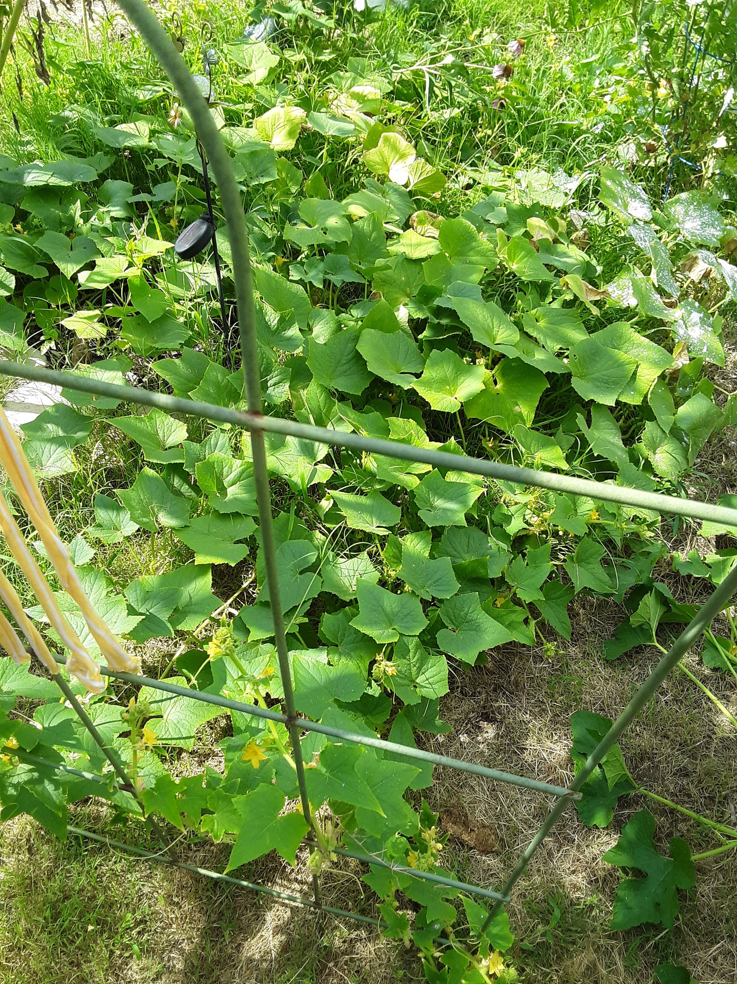 Cucumber, Heirloom Lemon Cucumber Seeds