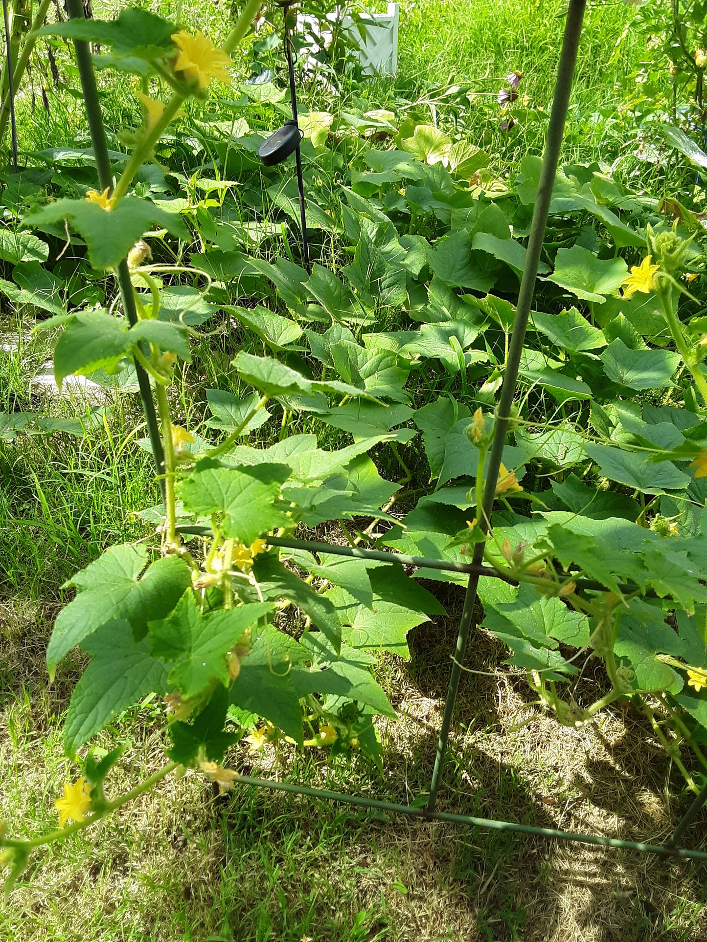 Cucumber, Heirloom Lemon Cucumber Seeds