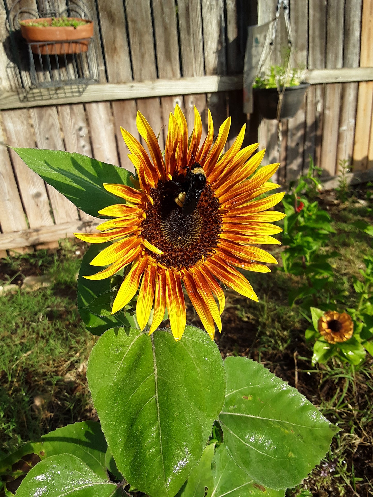 Sunflower, The Joker