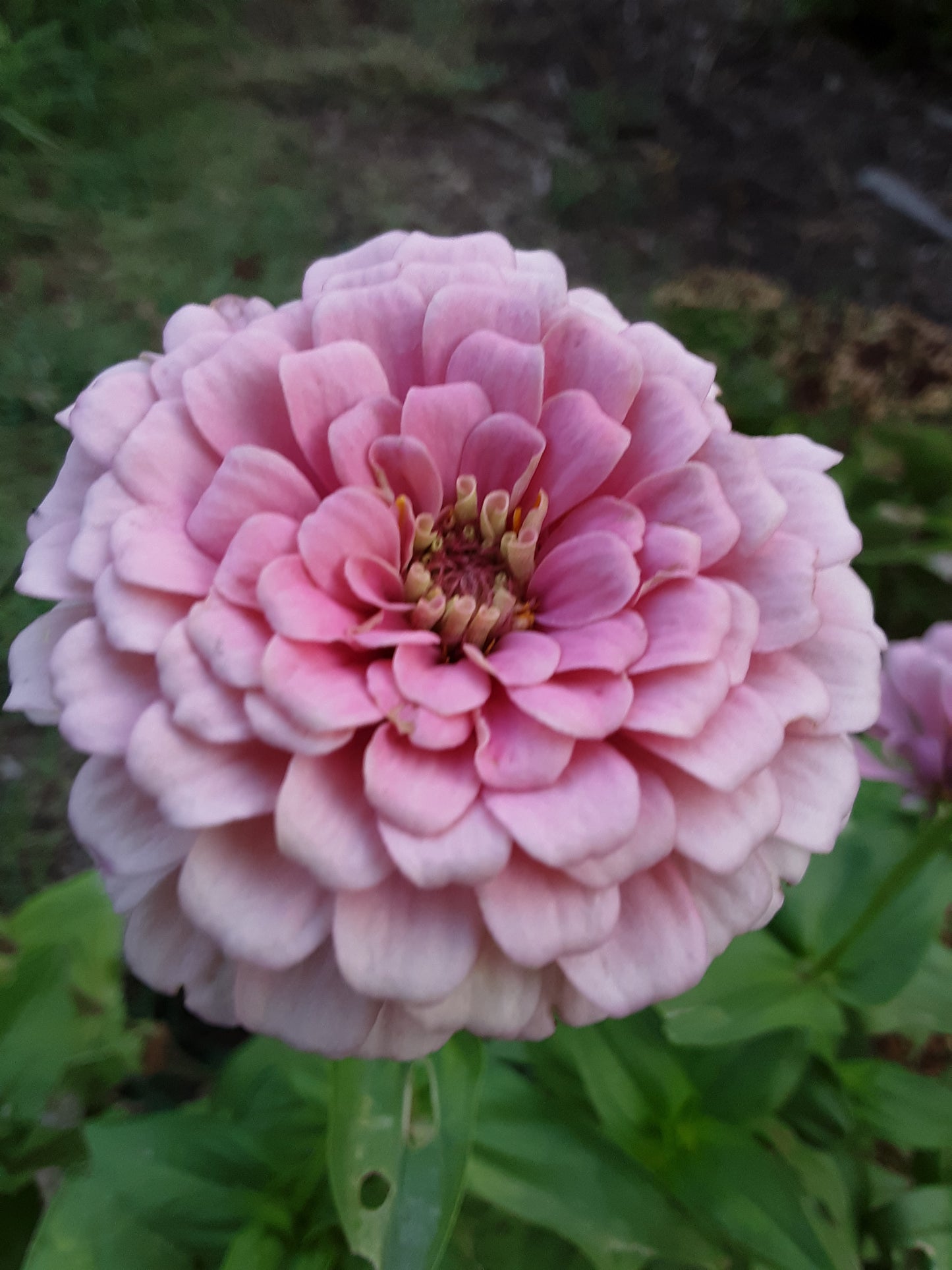 Zinnia Benary's Bright Pink Large Zinnias Seeds