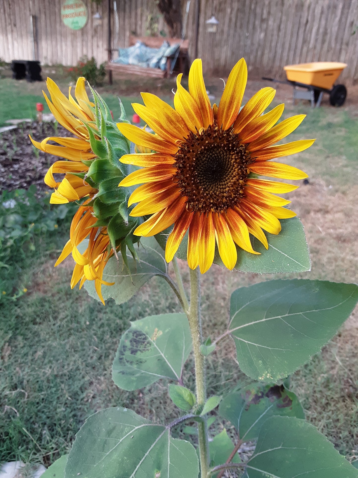 Sunflower, The Joker