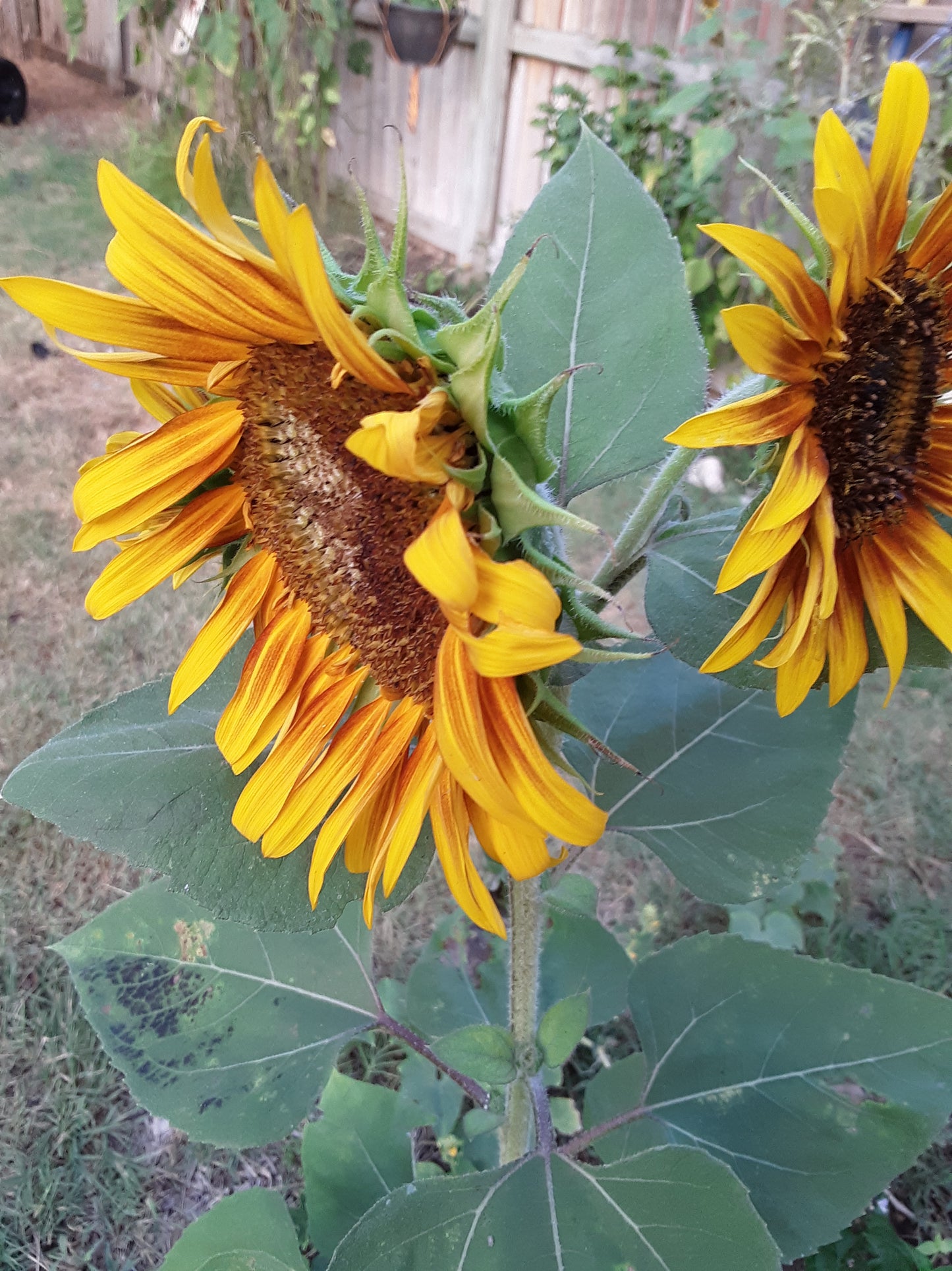 Sunflower, The Joker