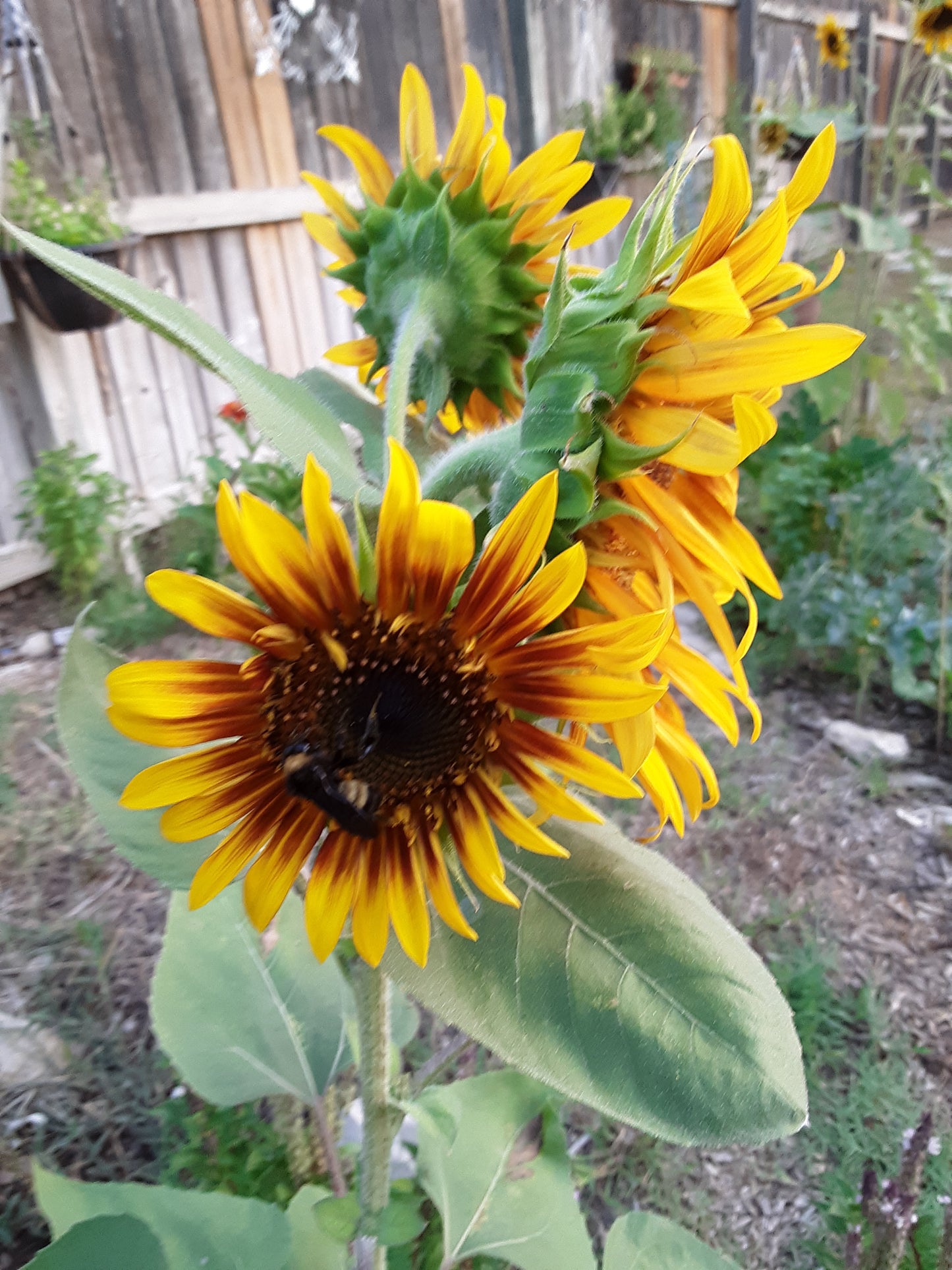 Sunflower, The Joker