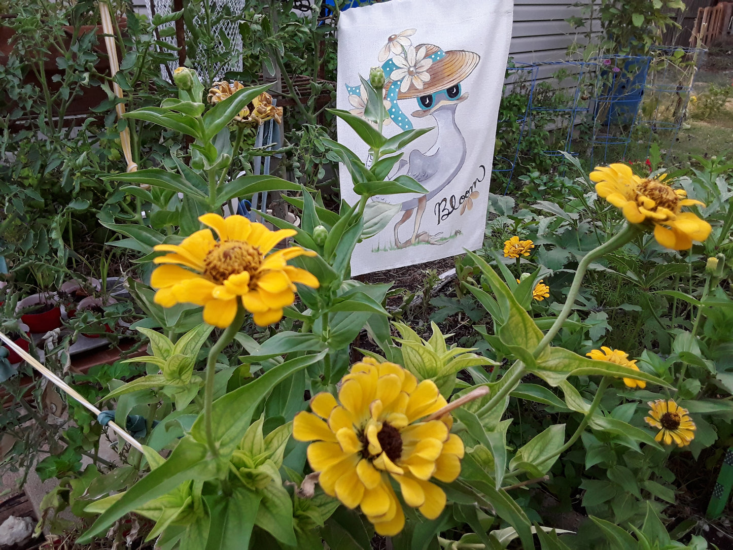 Zinnia Canary Bird Yellow Zinnia Seeds