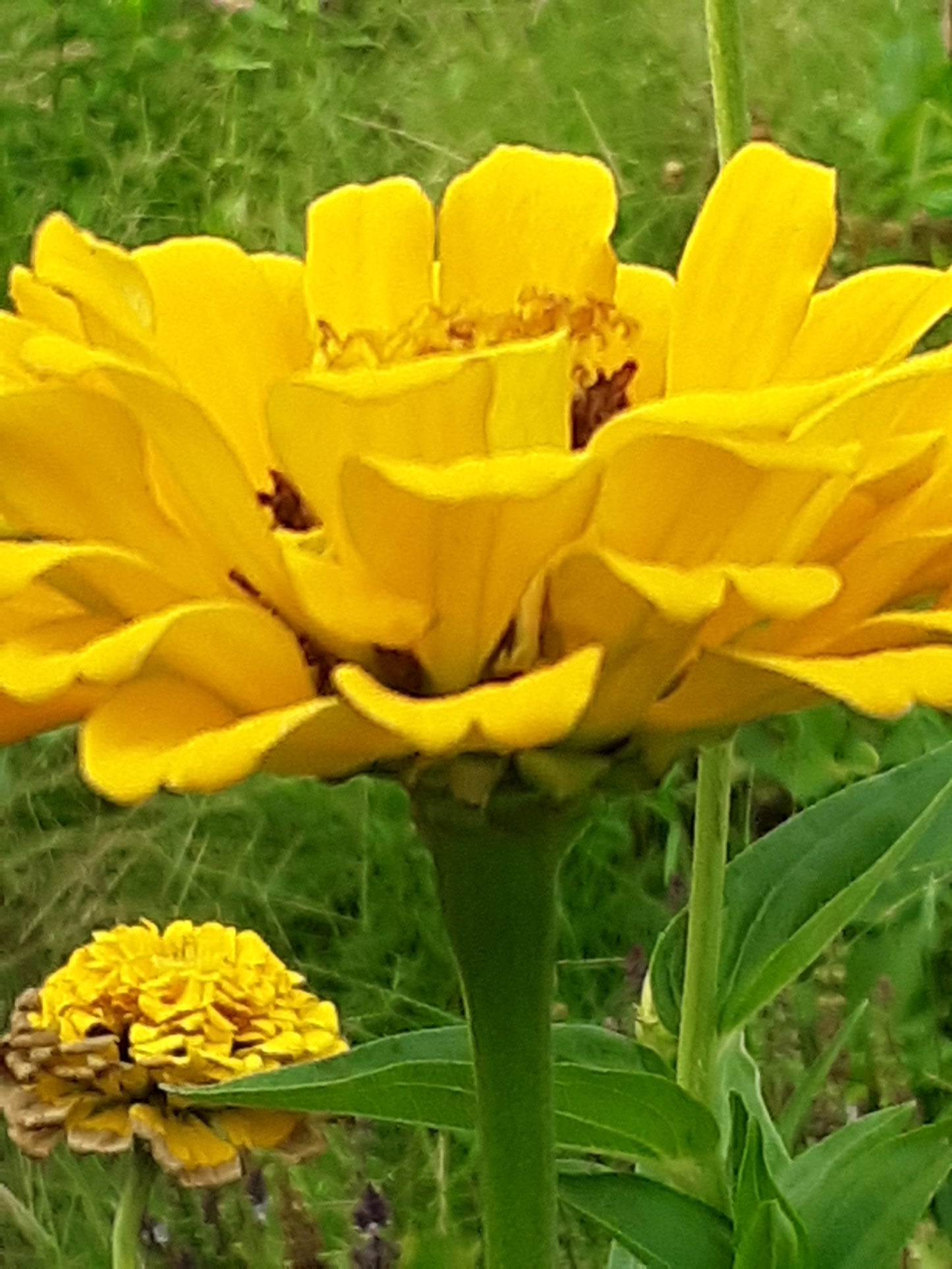 Zinnia Canary Bird Yellow Zinnia Seeds