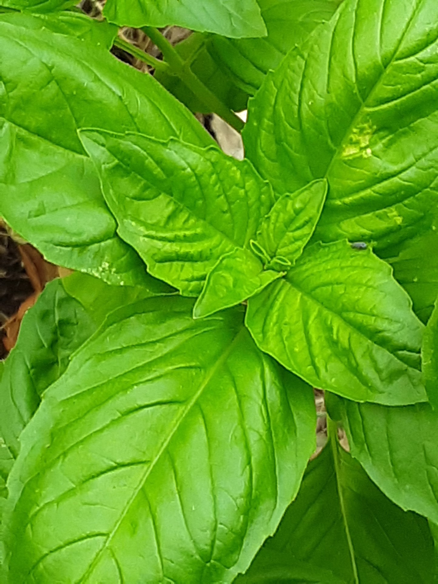 Basil, Genovese or Sweet Basil Seeds