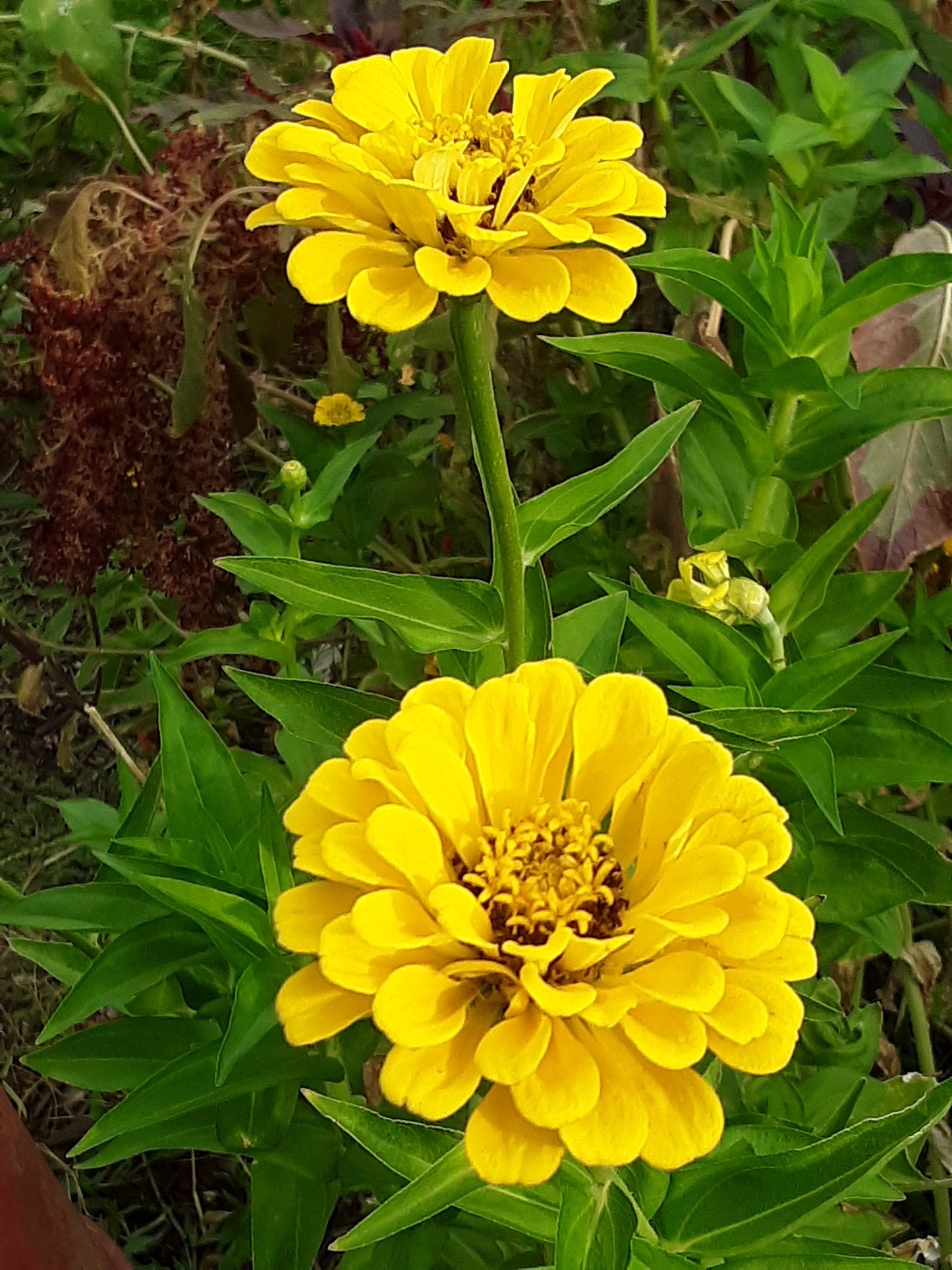Zinnia Canary Bird Yellow Zinnia Seeds