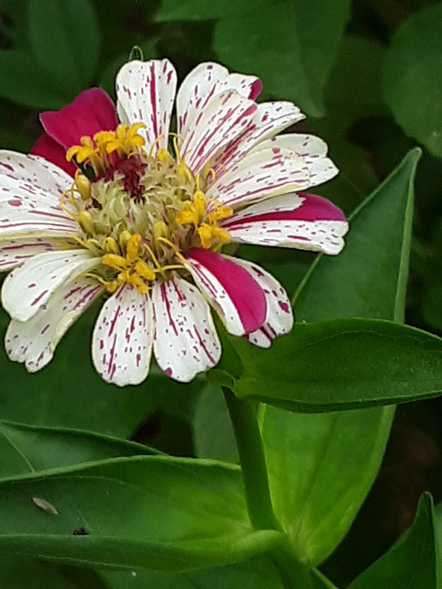 Zinnia Peppermint Stick Zinnia Mixed Seeds