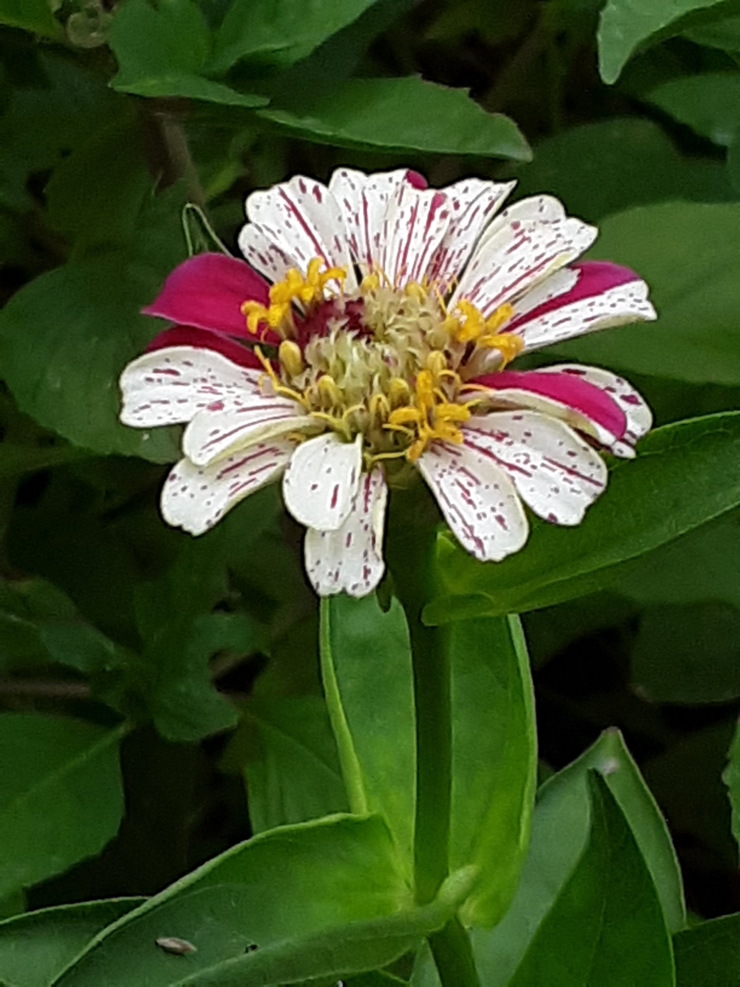 Zinnia Peppermint Stick Zinnia Mixed Seeds