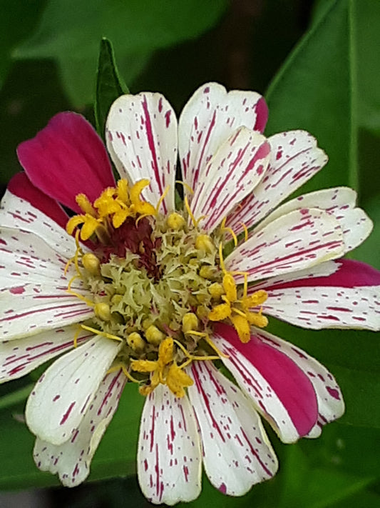 Zinnia Peppermint Stick Zinnia Mixed Seeds