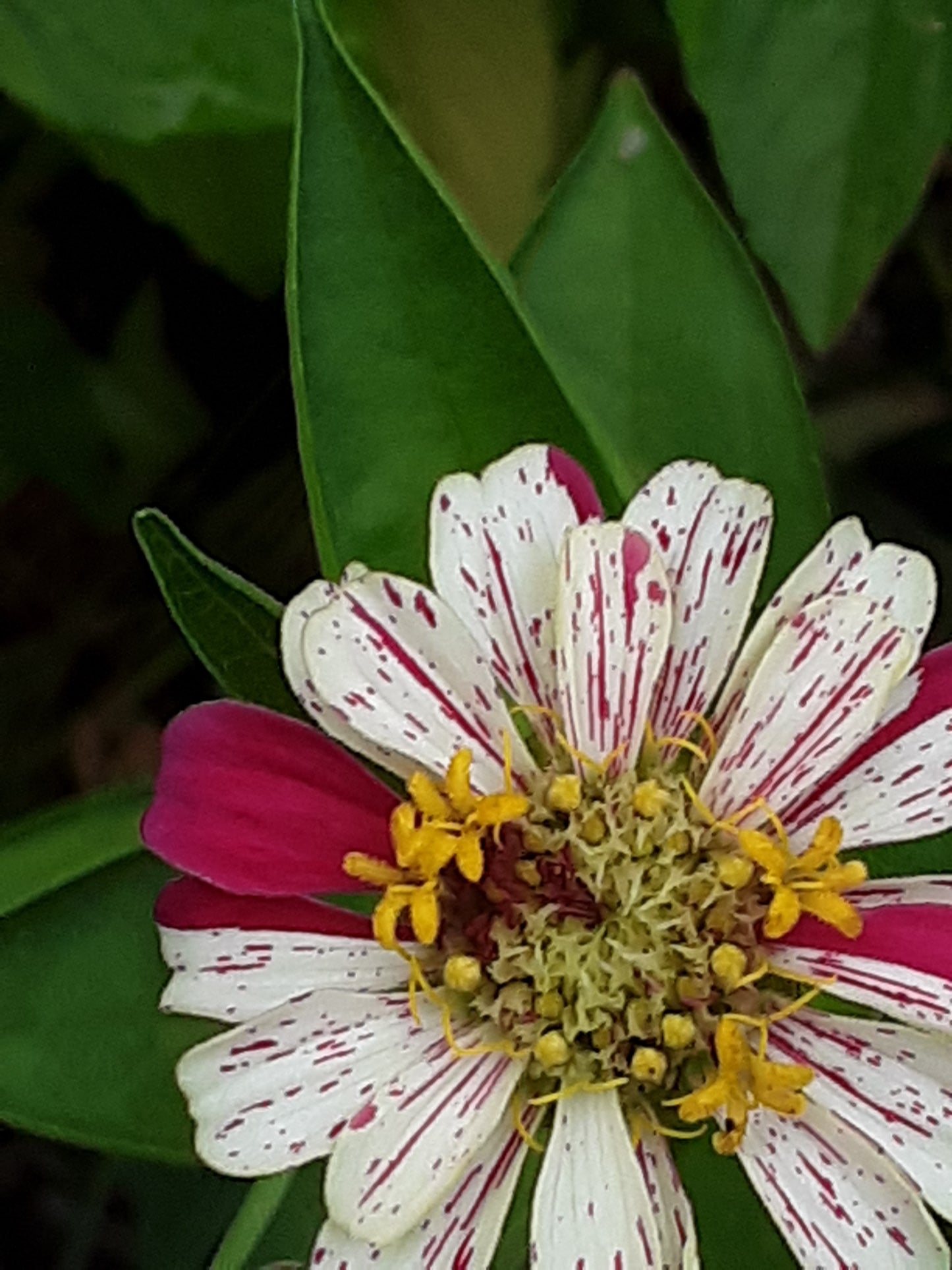 Zinnia Peppermint Stick Zinnia Mixed Seeds