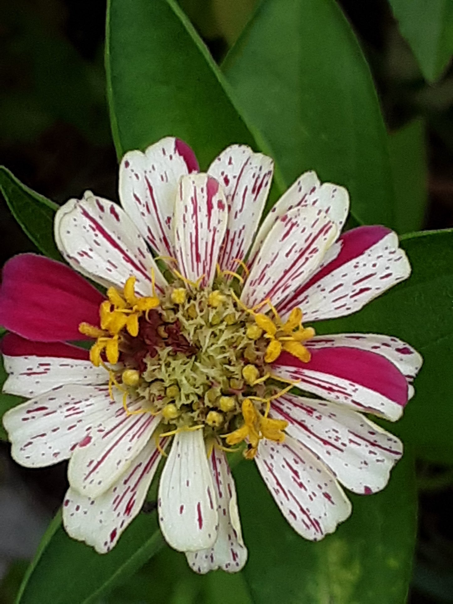 Zinnia Peppermint Stick Zinnia Mixed Seeds
