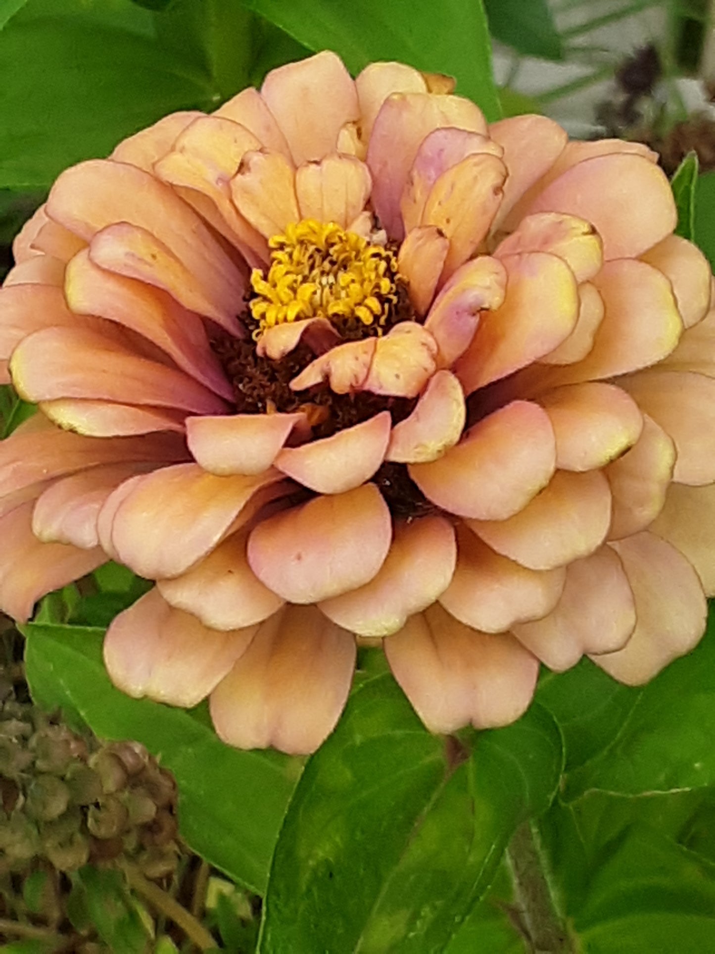 Zinnia Peppermint Stick Zinnia Mixed Seeds