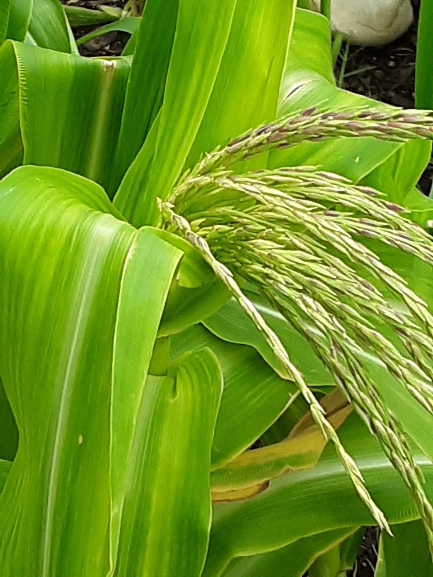 Corn Seeds, Golden Bantam Organic Corn