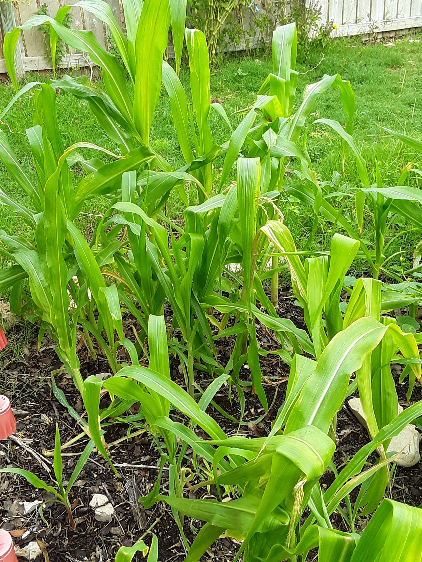 Corn Seeds, Golden Bantam Organic Corn