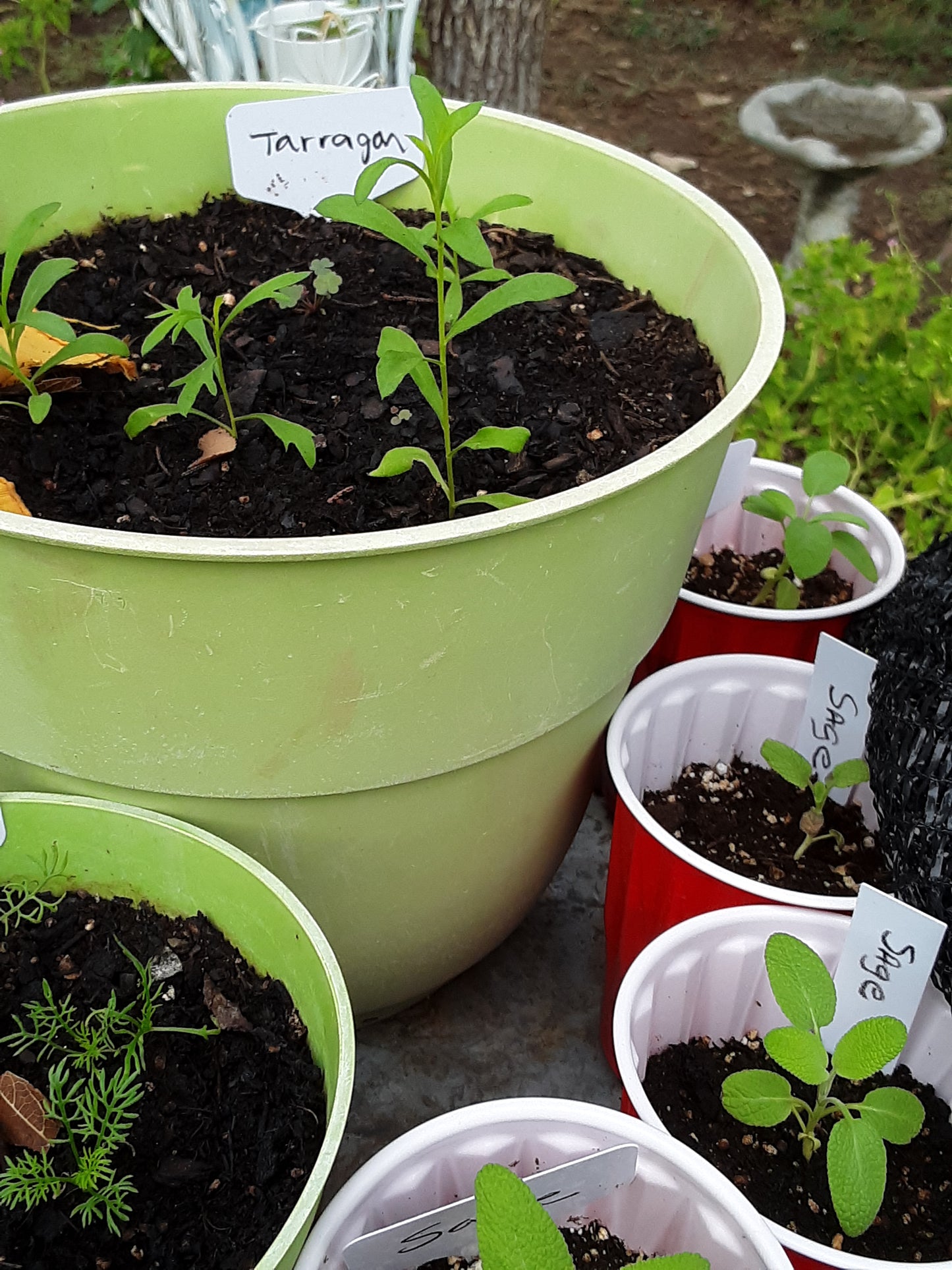 Tarragon, Russian Tarragon Herb Seeds