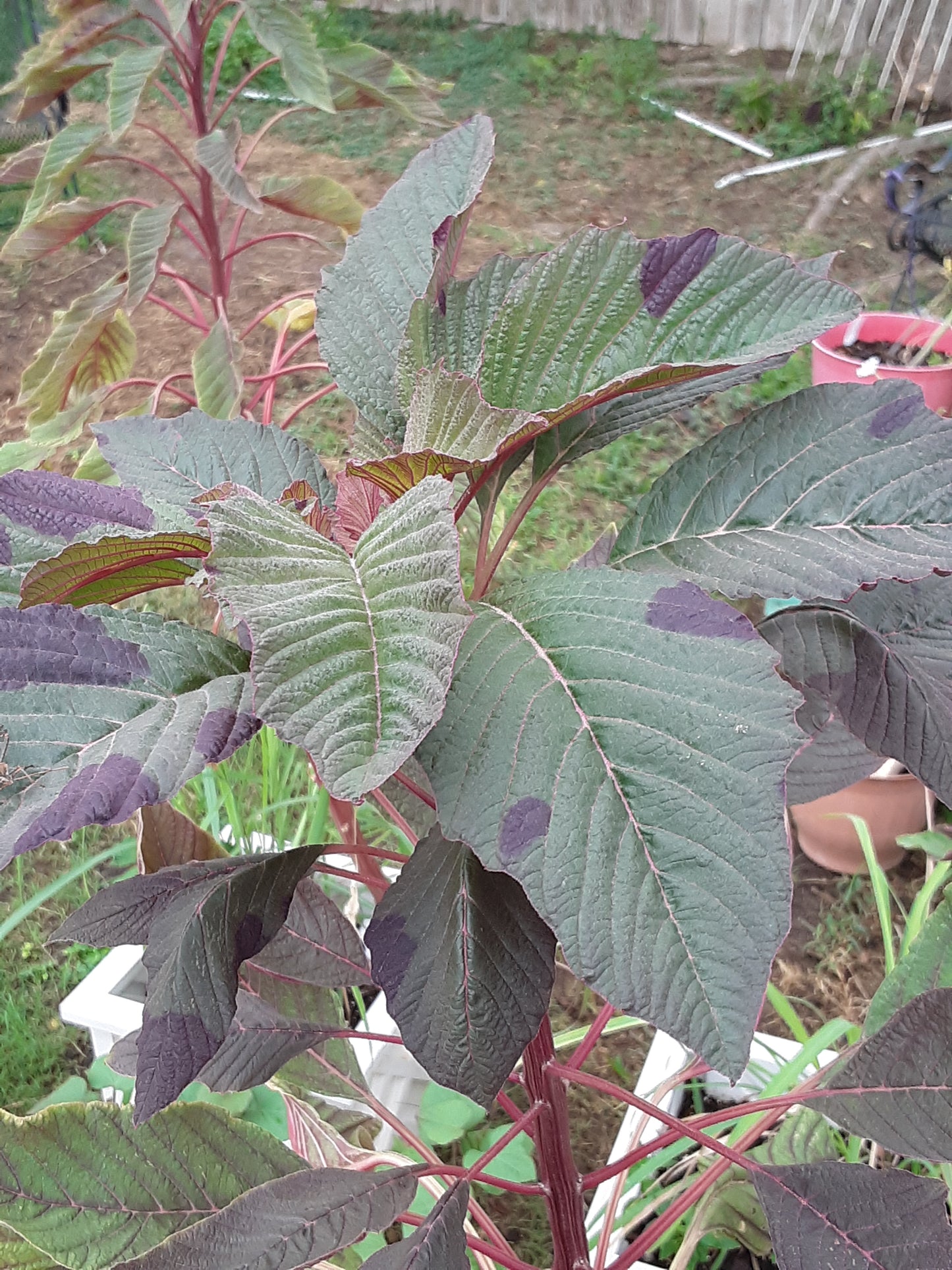 Amaranth Red Garnet Seeds (herb)