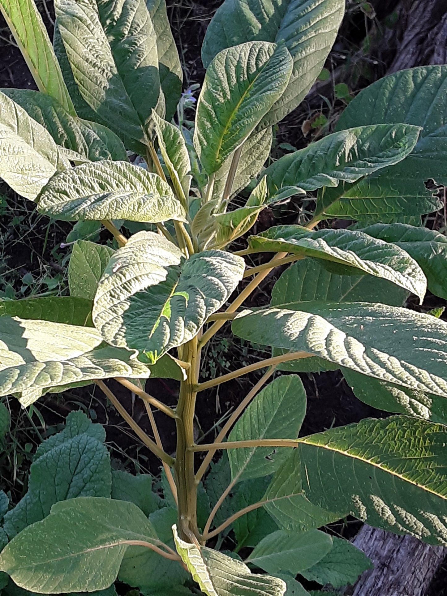 Amaranthus Cruentus Seeds, or Hot Biscuits