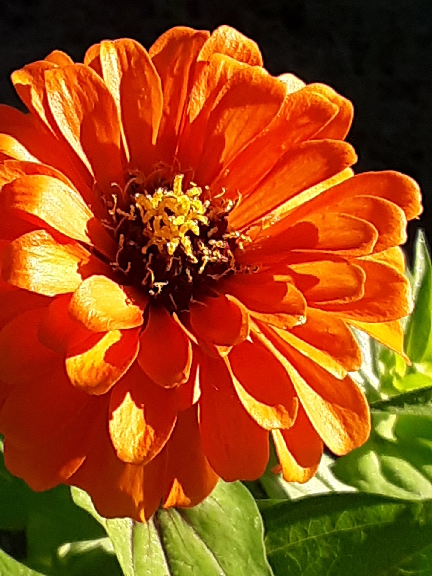 Zinnia Sun Orange Bloom Seeds