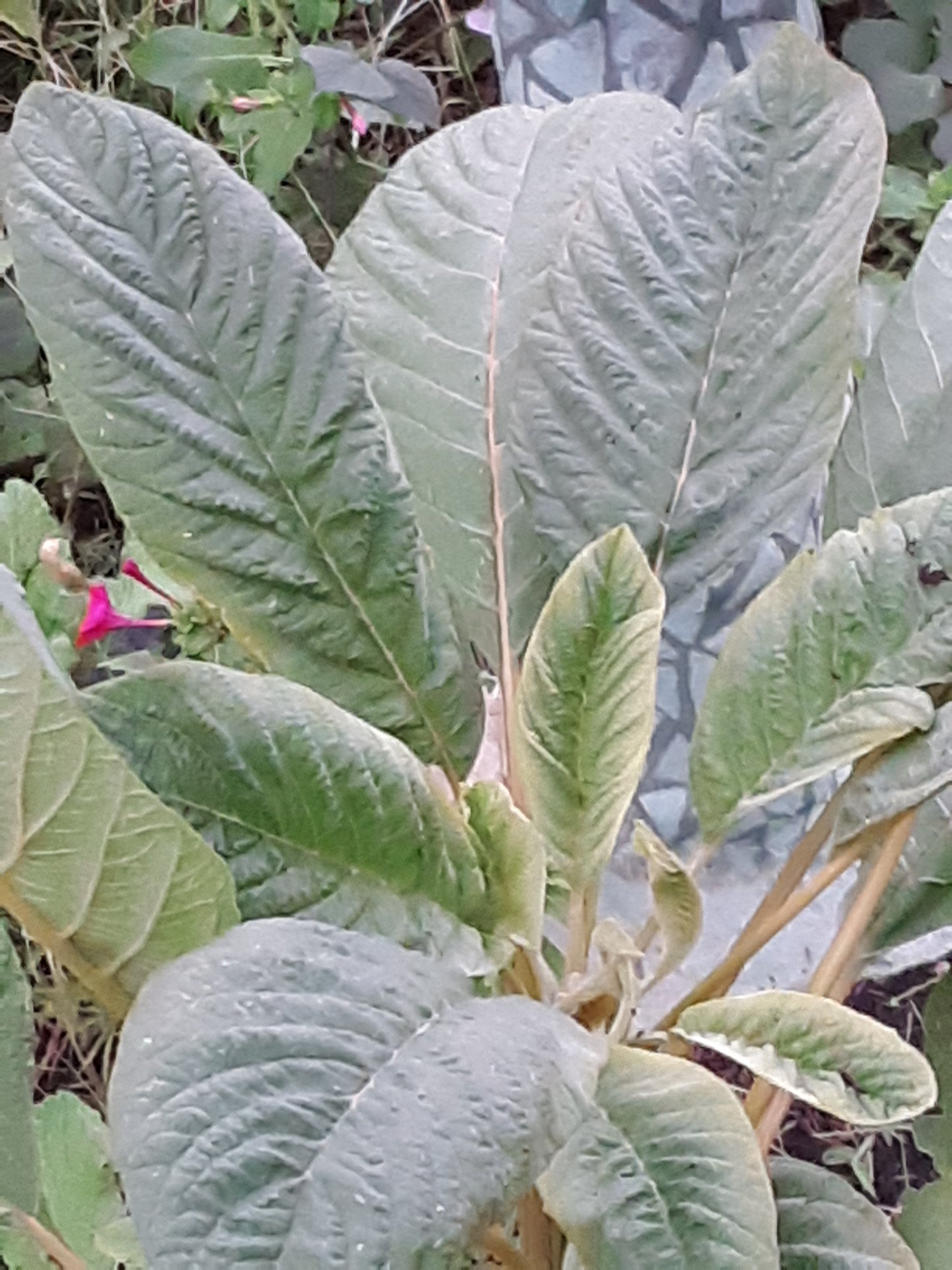 Amaranthus Cruentus Seeds, or Hot Biscuits