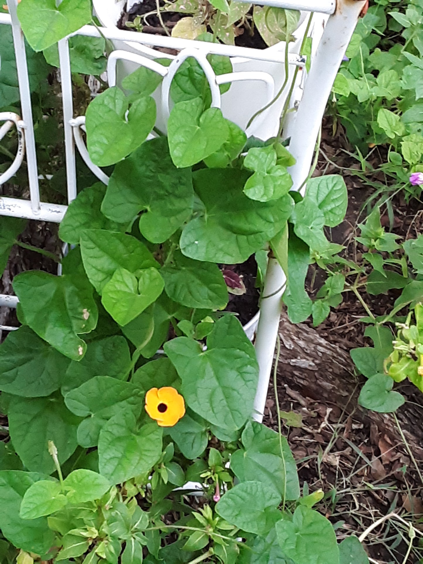 Black-Eyed Susan Vine Seeds