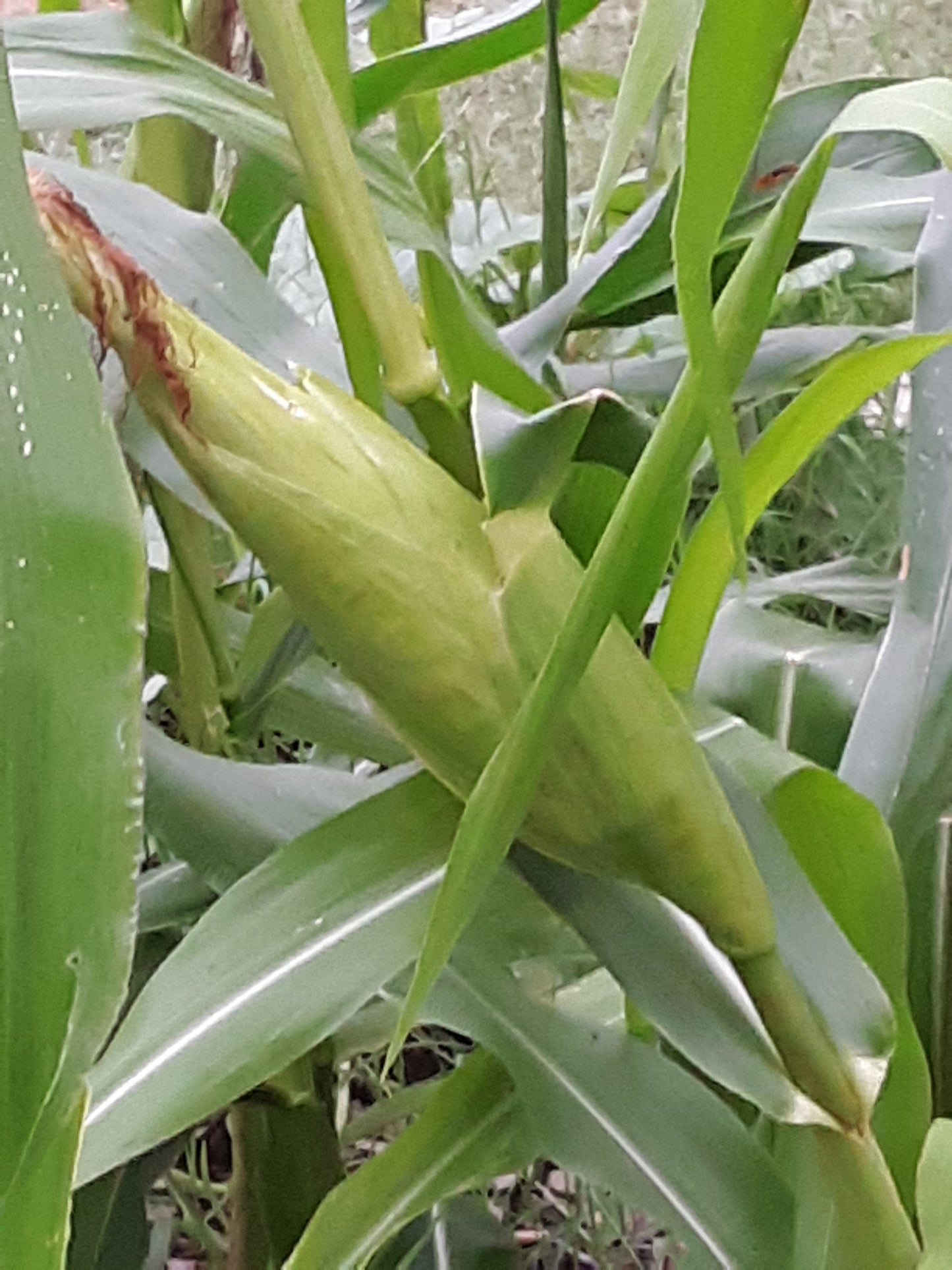 Corn Seeds, Golden Bantam Organic Corn