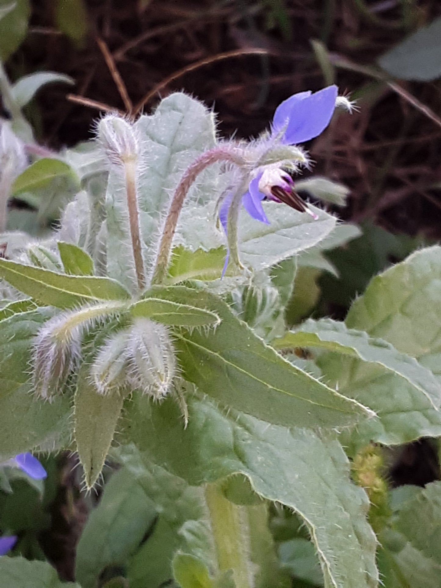 Borage Herb Seeds