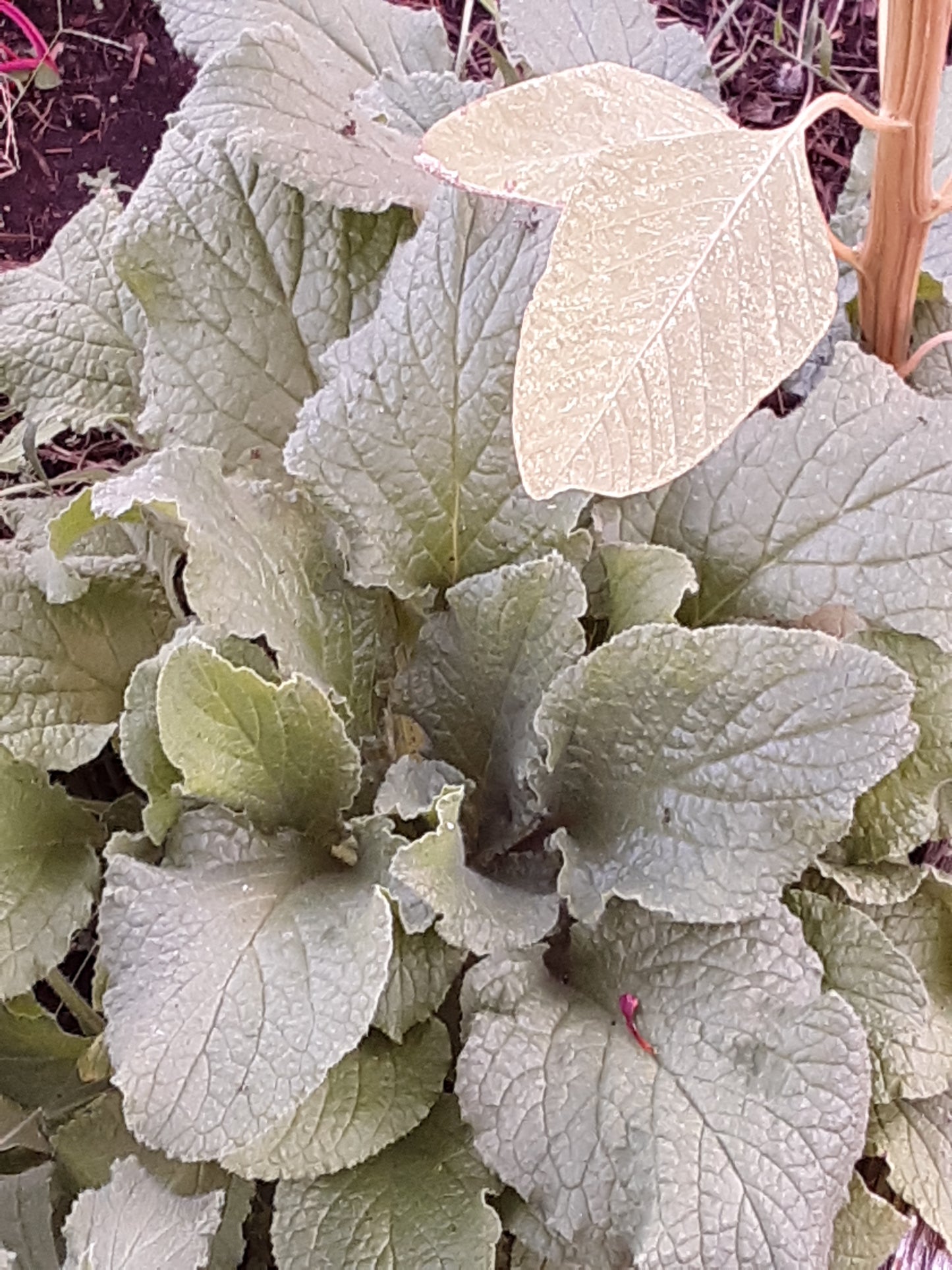 Borage Herb Seeds