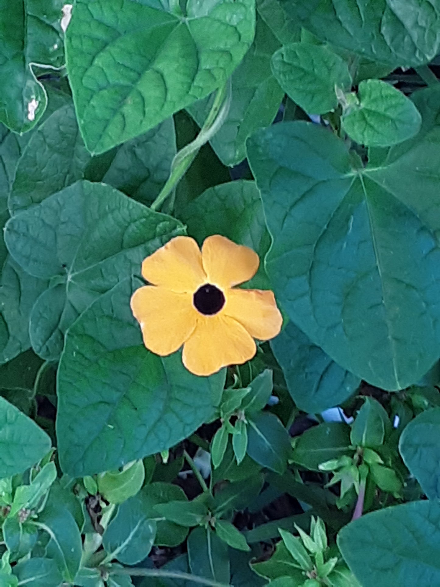 Black-Eyed Susan Vine Seeds