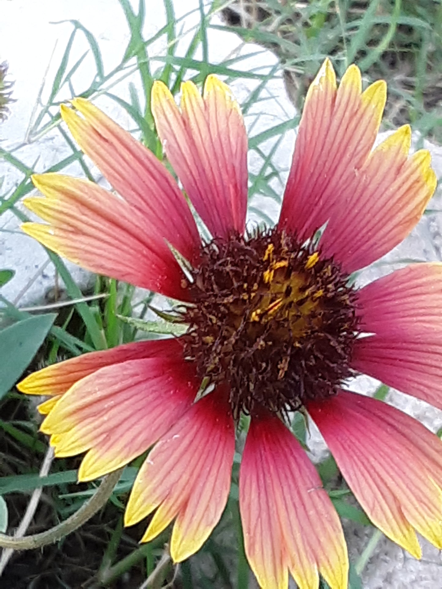 Indian Blanket Flower Seeds