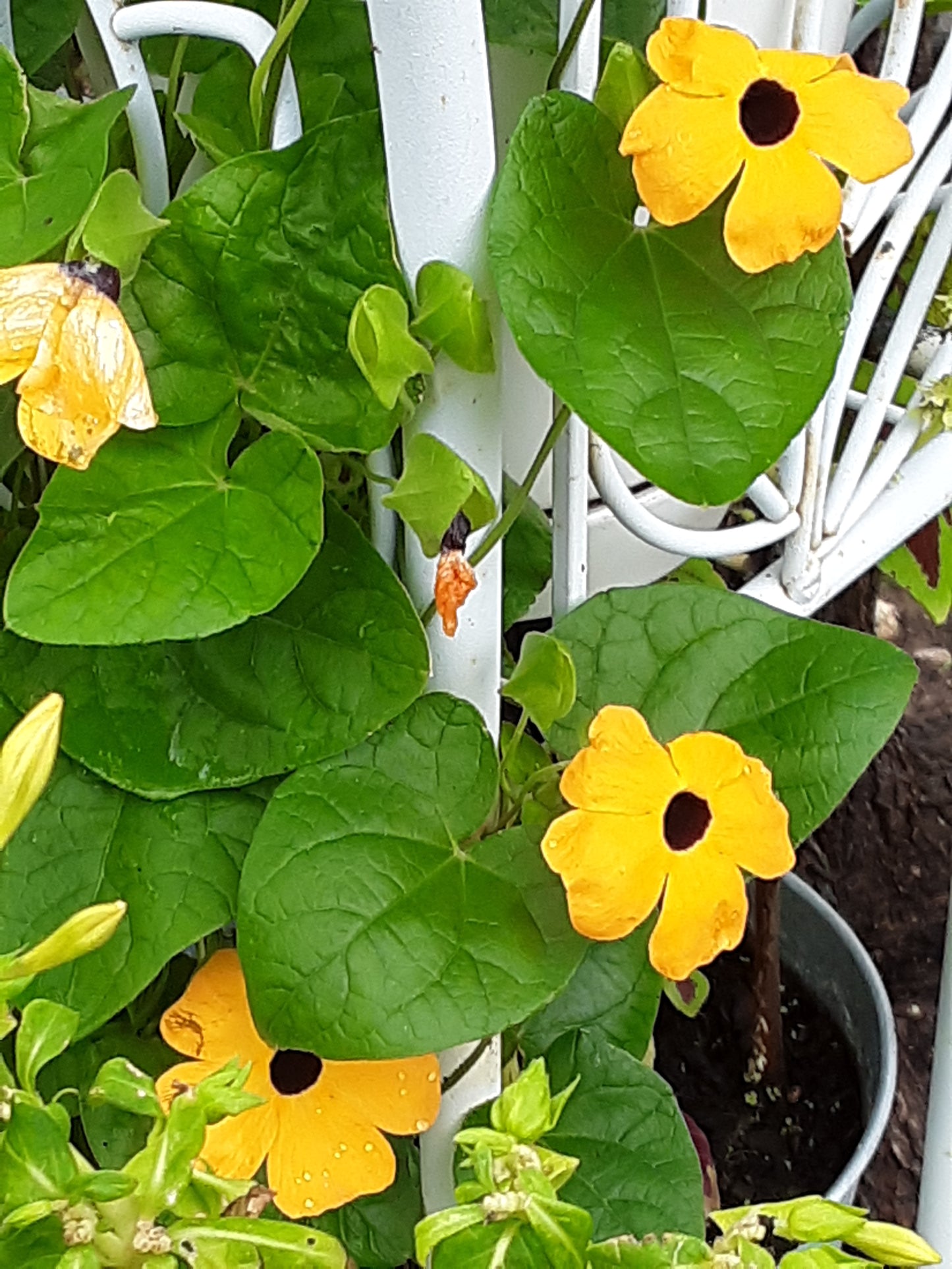 Black-Eyed Susan Vine Seeds
