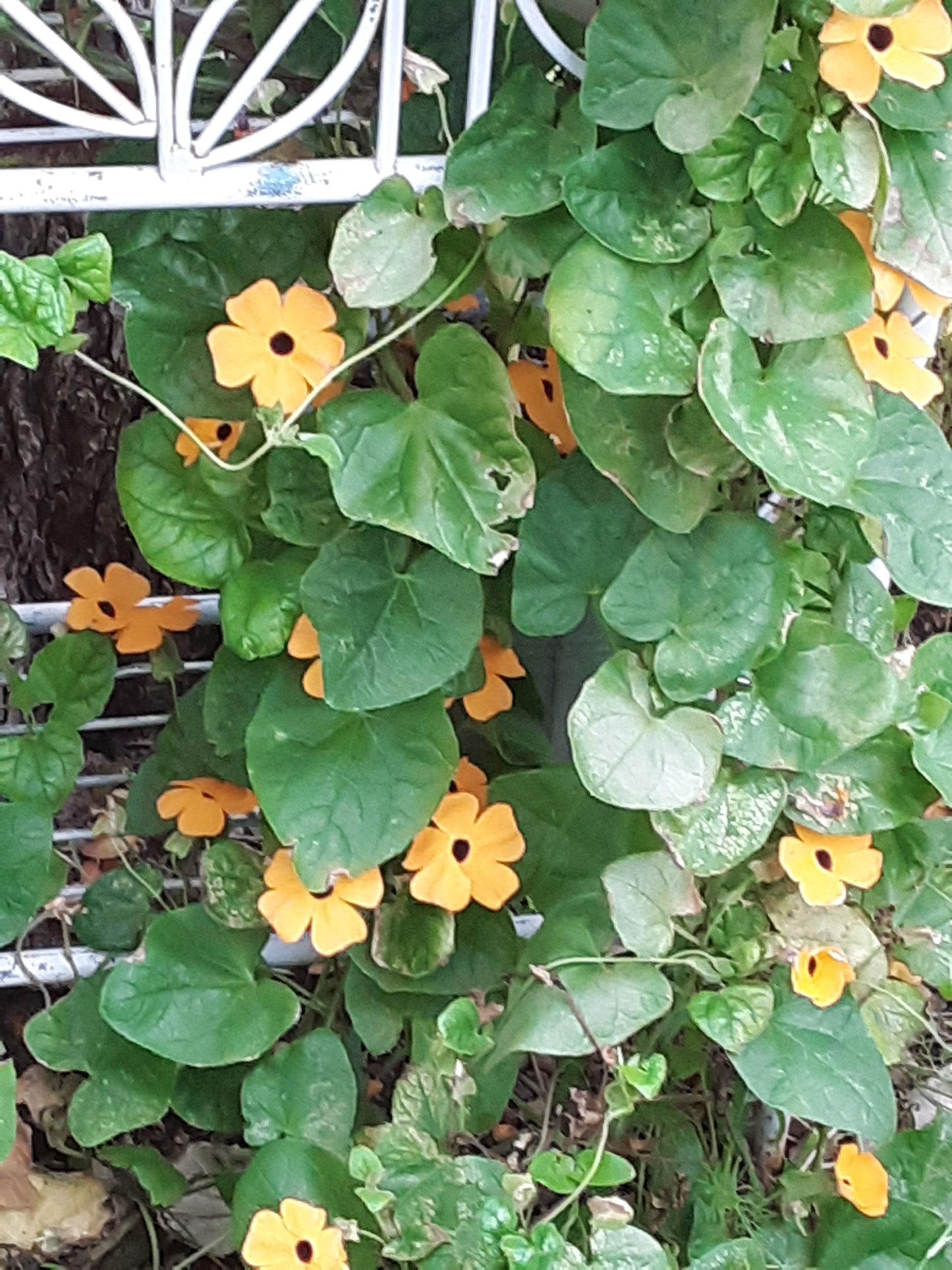 Black-Eyed Susan Vine Seeds