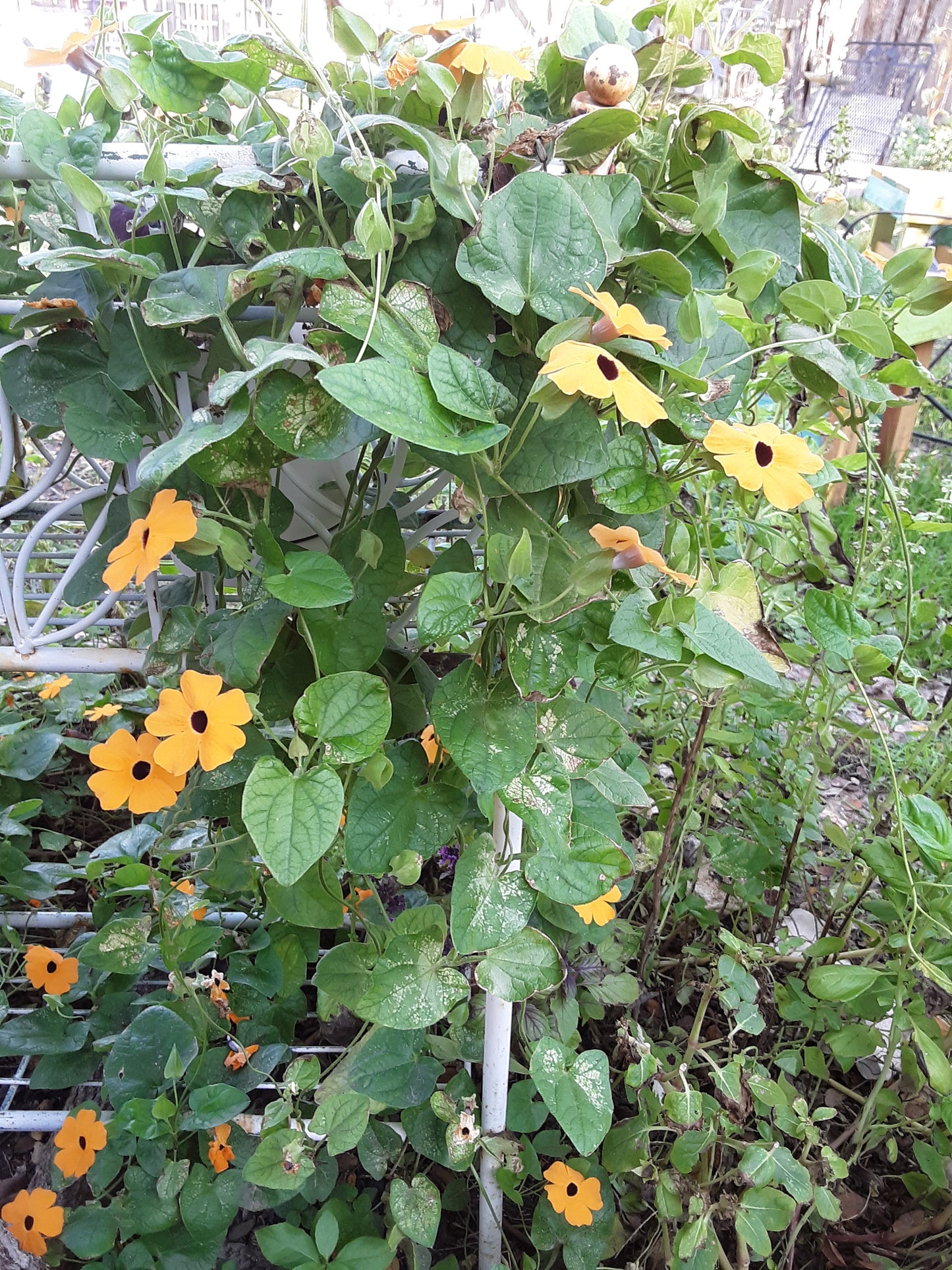 Black-Eyed Susan Vine Seeds