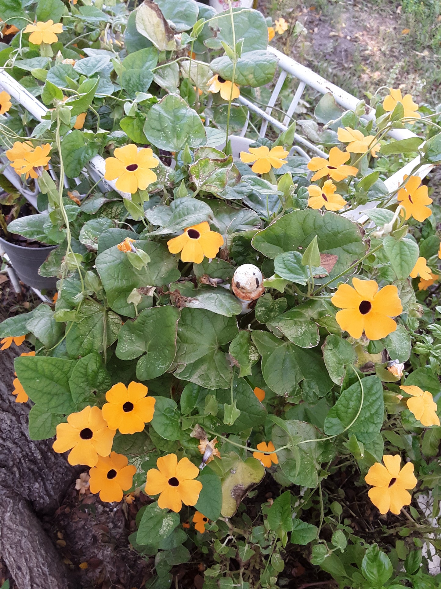 Black-Eyed Susan Vine Seeds