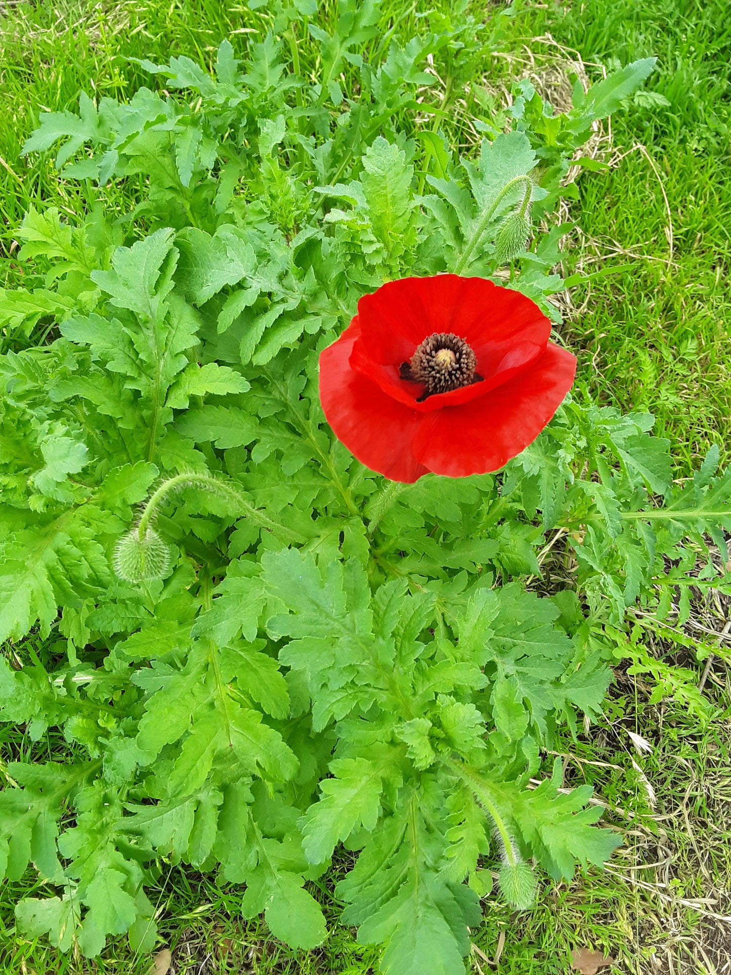 Poppy, Red Poppy Wildflower Seeds