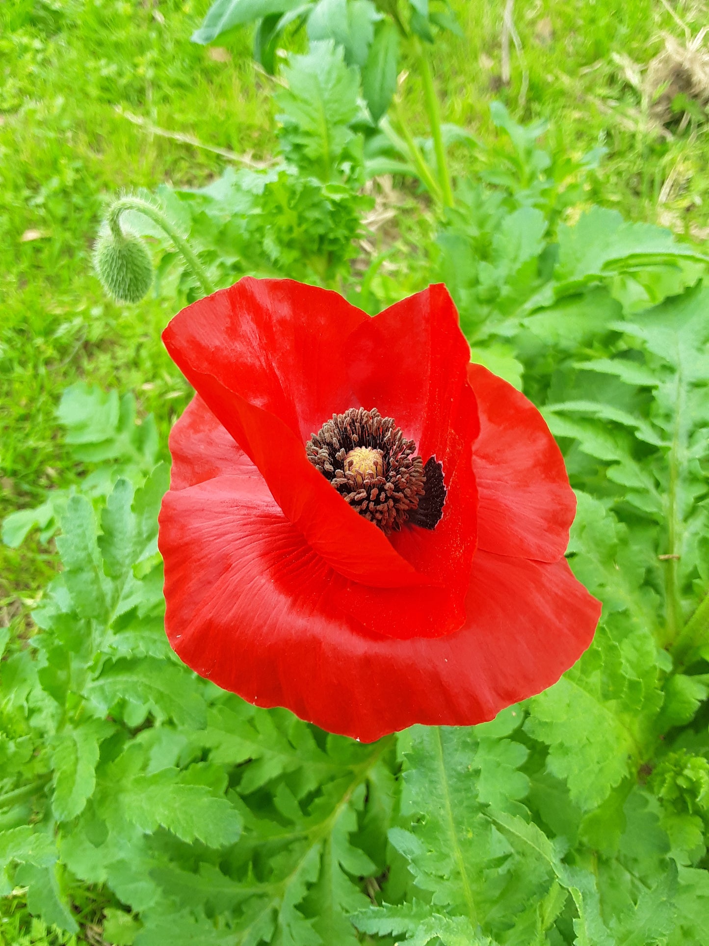 Poppy, Red Poppy Wildflower Seeds