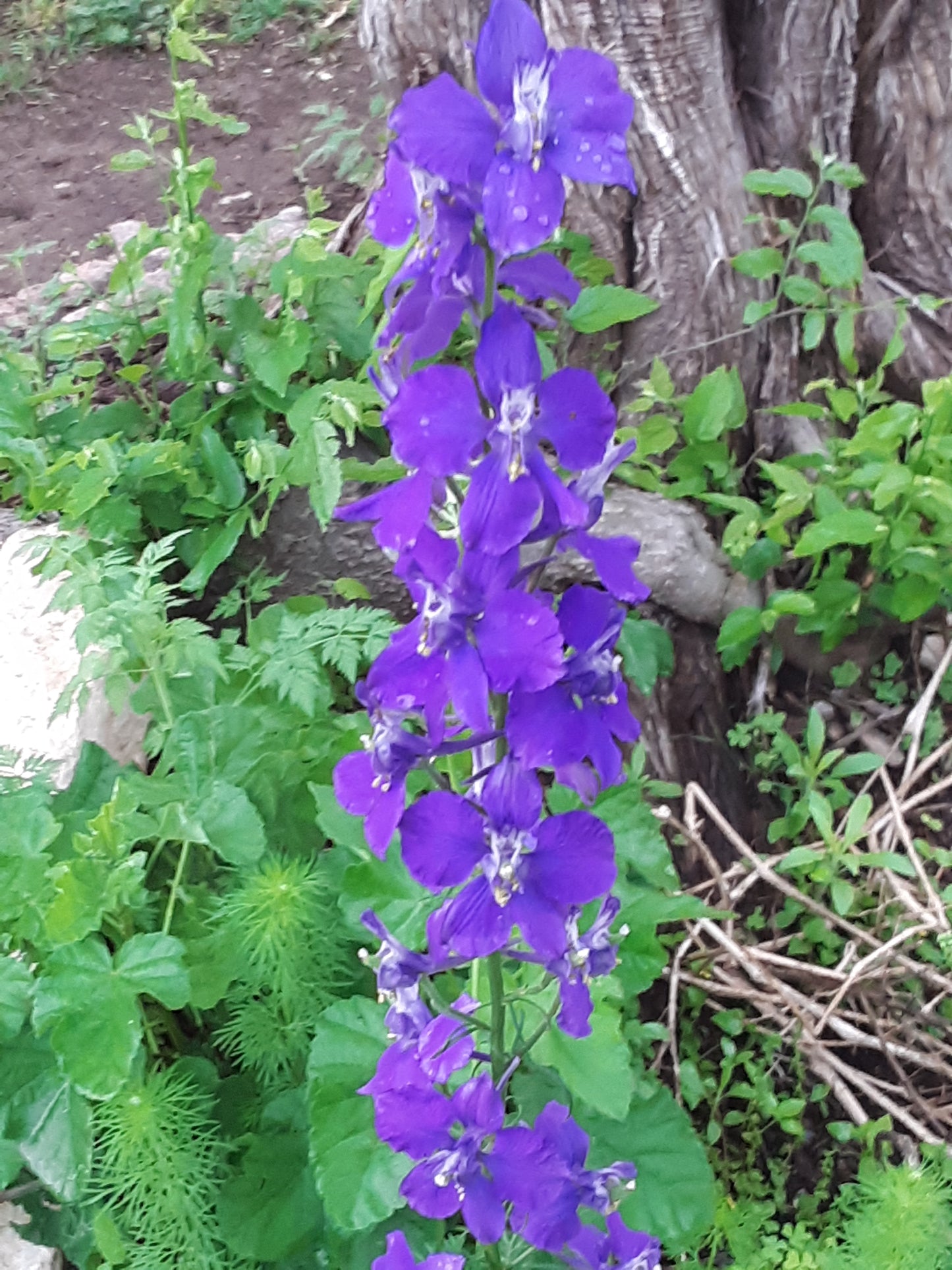 Larkspur Seeds, Rocket Mixed Color Blooms