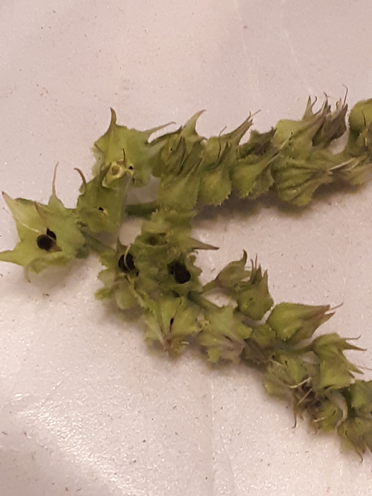 Comfrey, True Comfrey Seeds